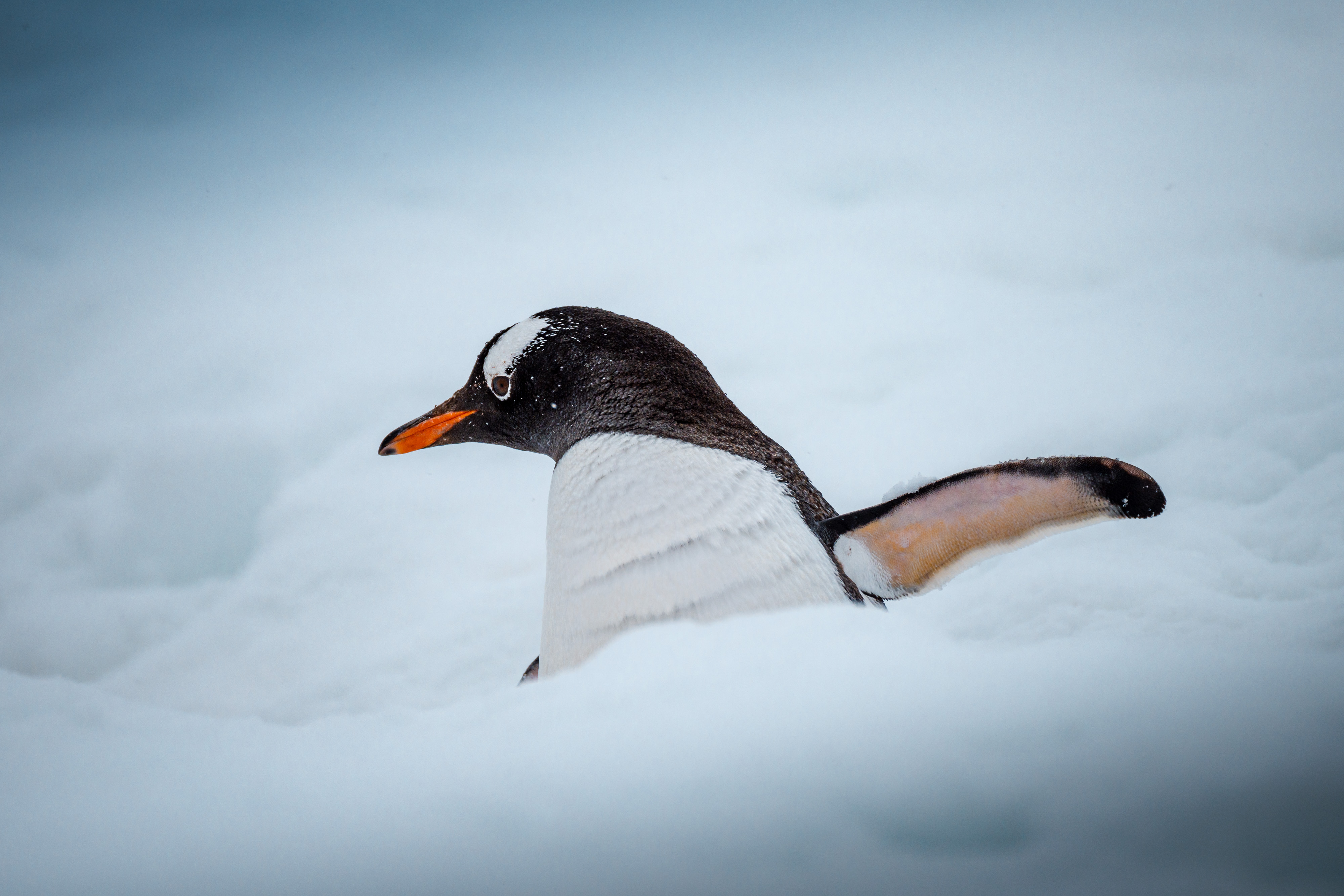 The Last Continent #2