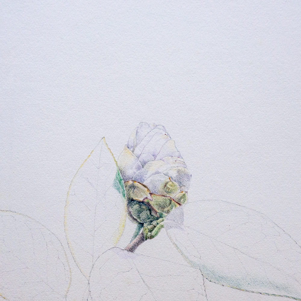 Camellia Study. No 1.