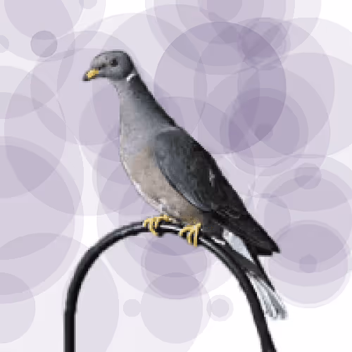 Seamorphus Pigeon #8