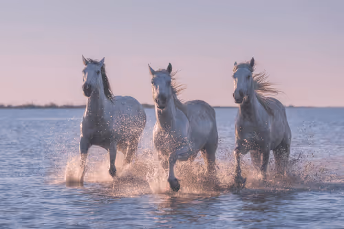 White Angels of Camargue #28