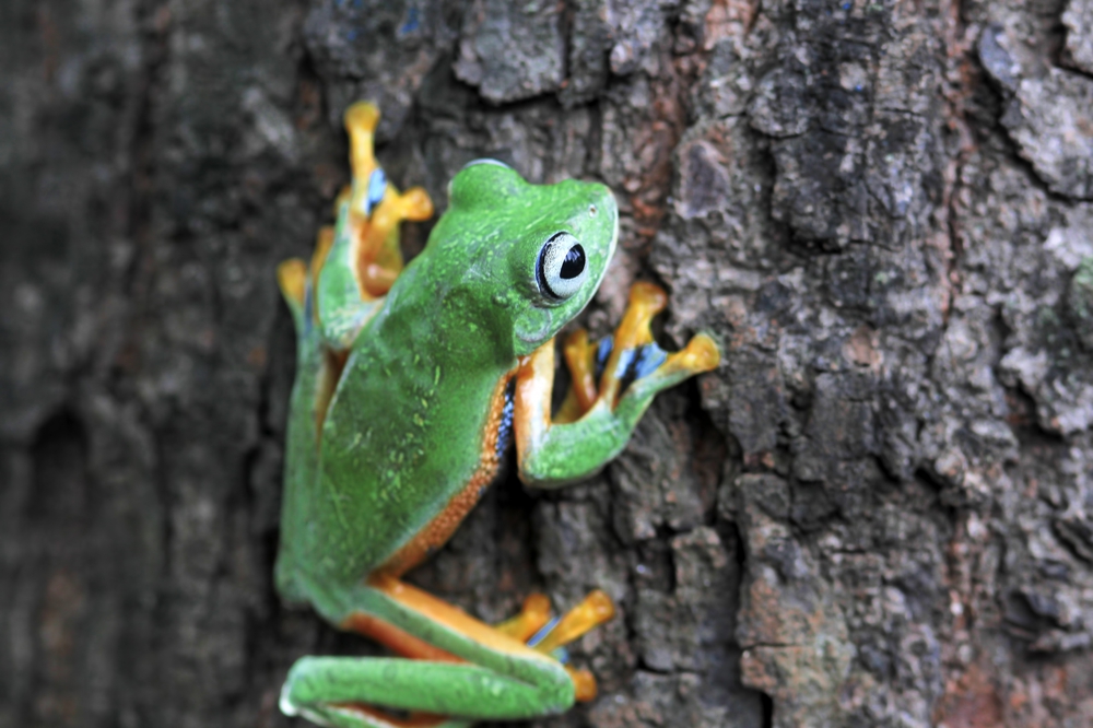Wallace's flying frog, frogs