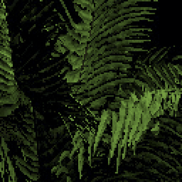 Matteuccia struthiopteris - Ostrich fern