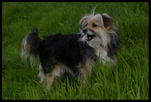 Audrey happy in the field