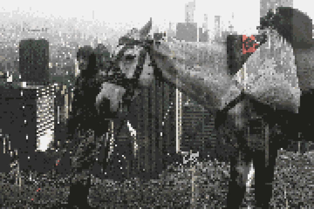 NYC $ Horse Boy px $