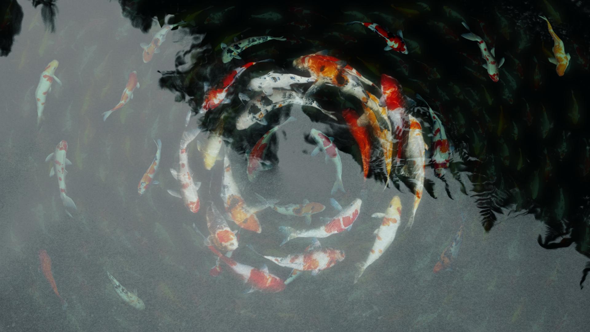 Koi