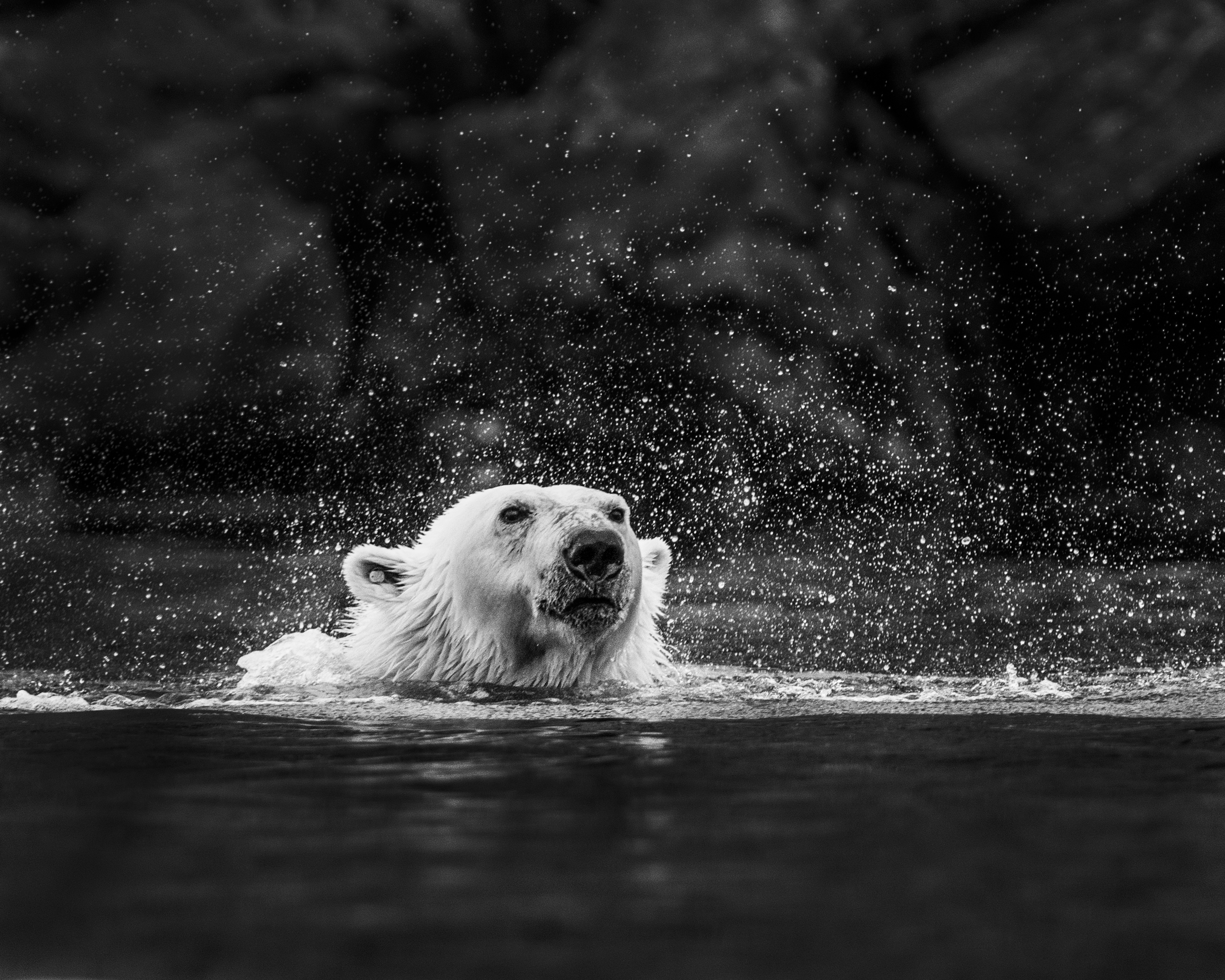 Aqua Bear #4/15