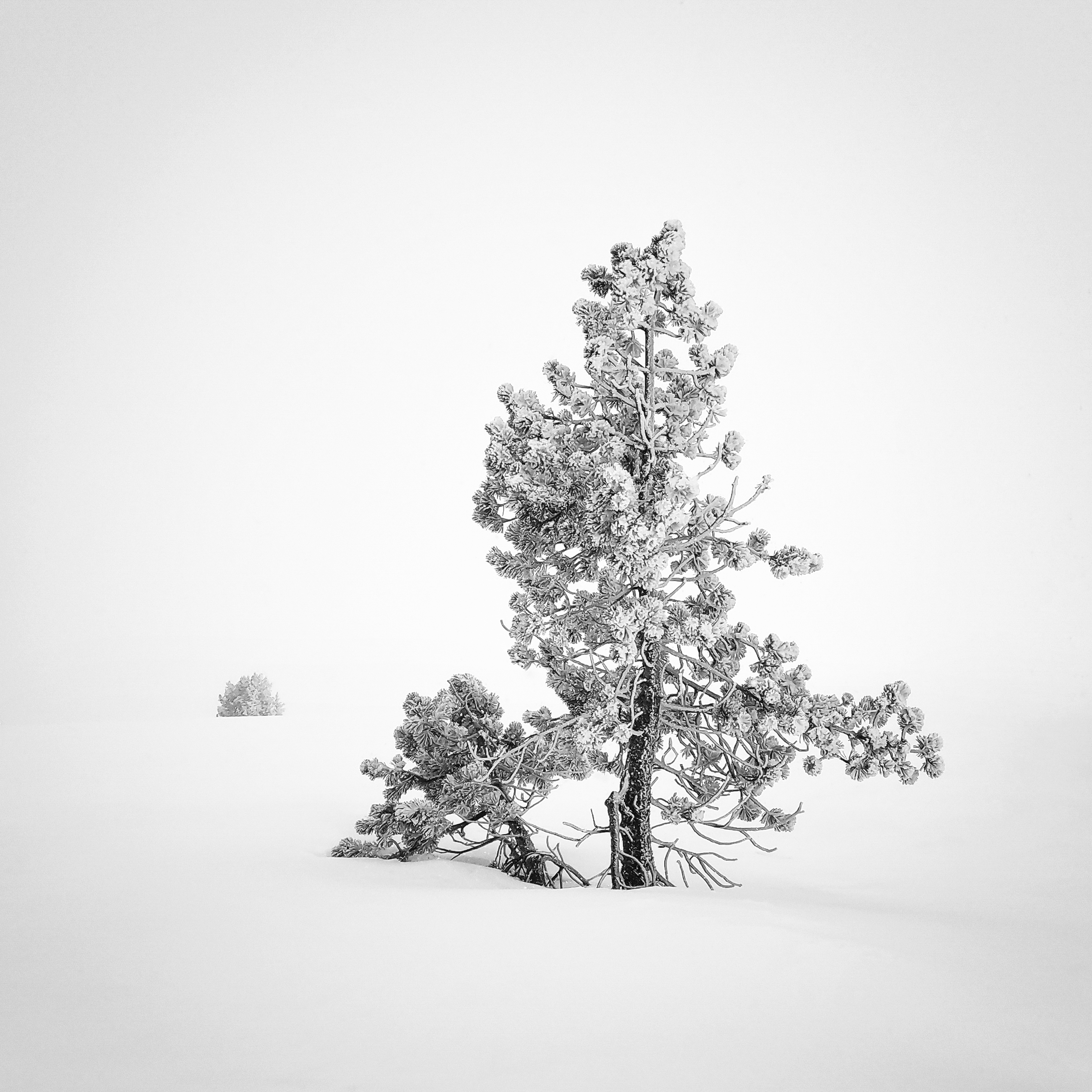 Still Standing Strong