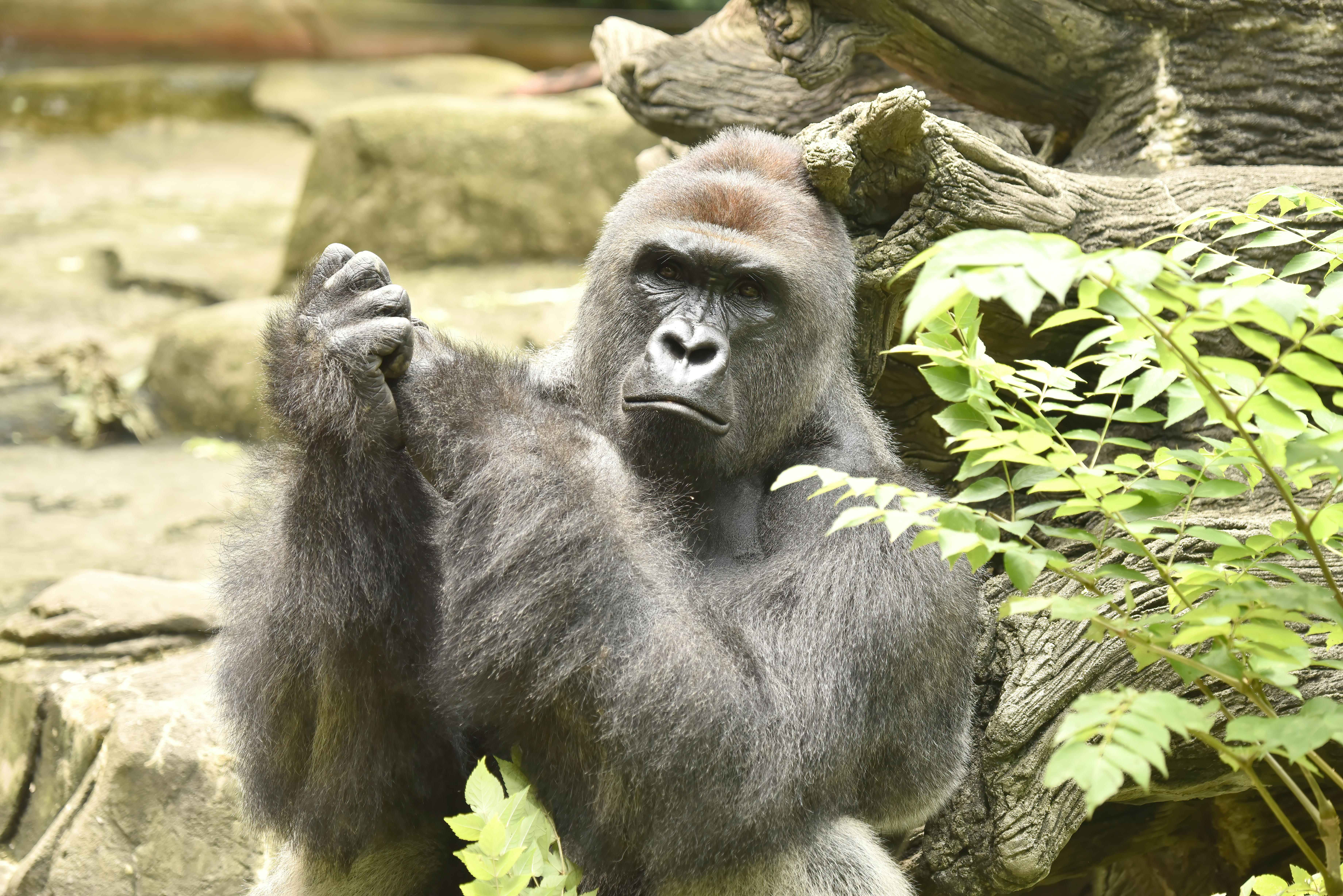HARAMBE: LEGENDS #456