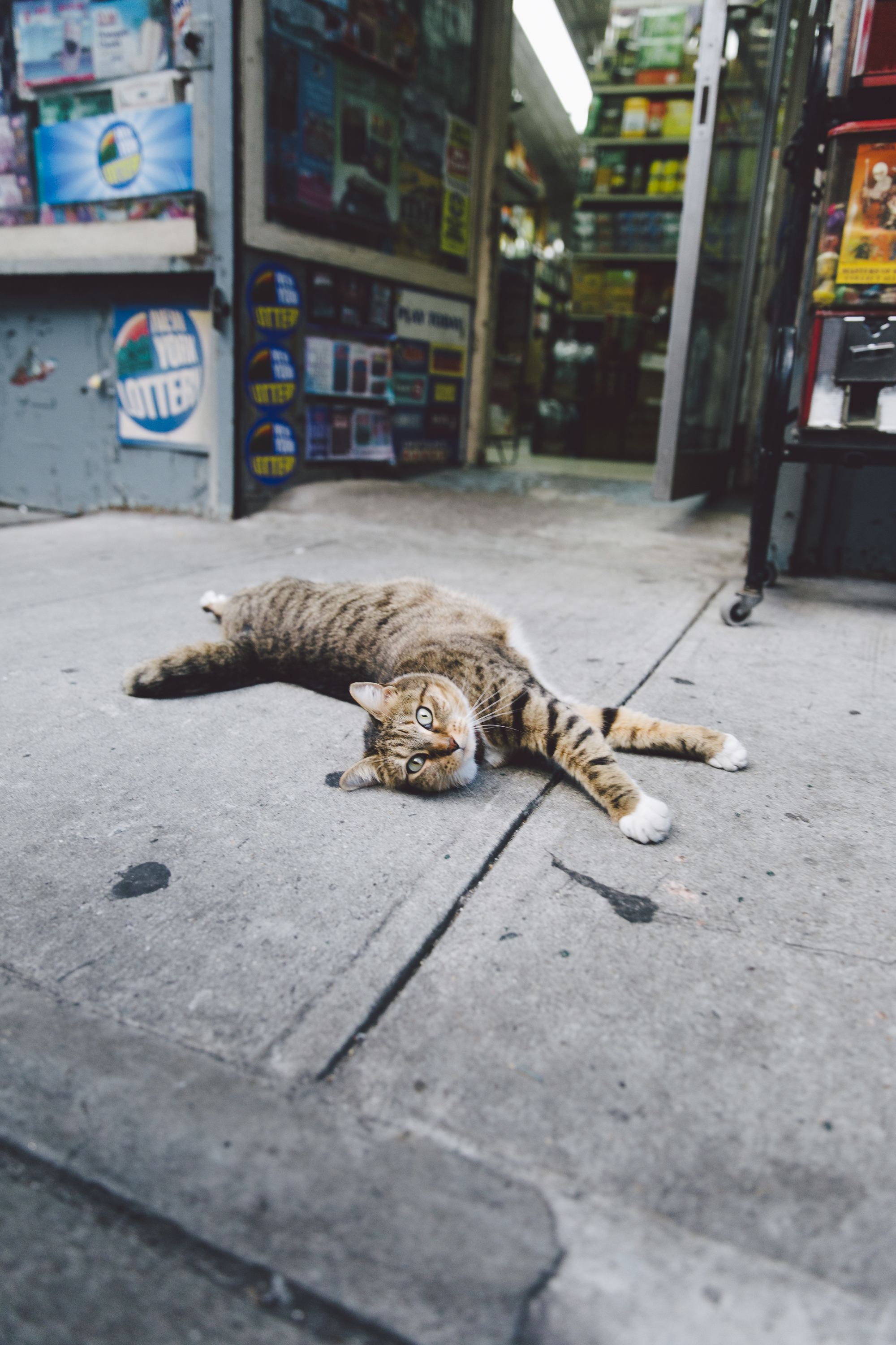 Bodega Cat #11/32
