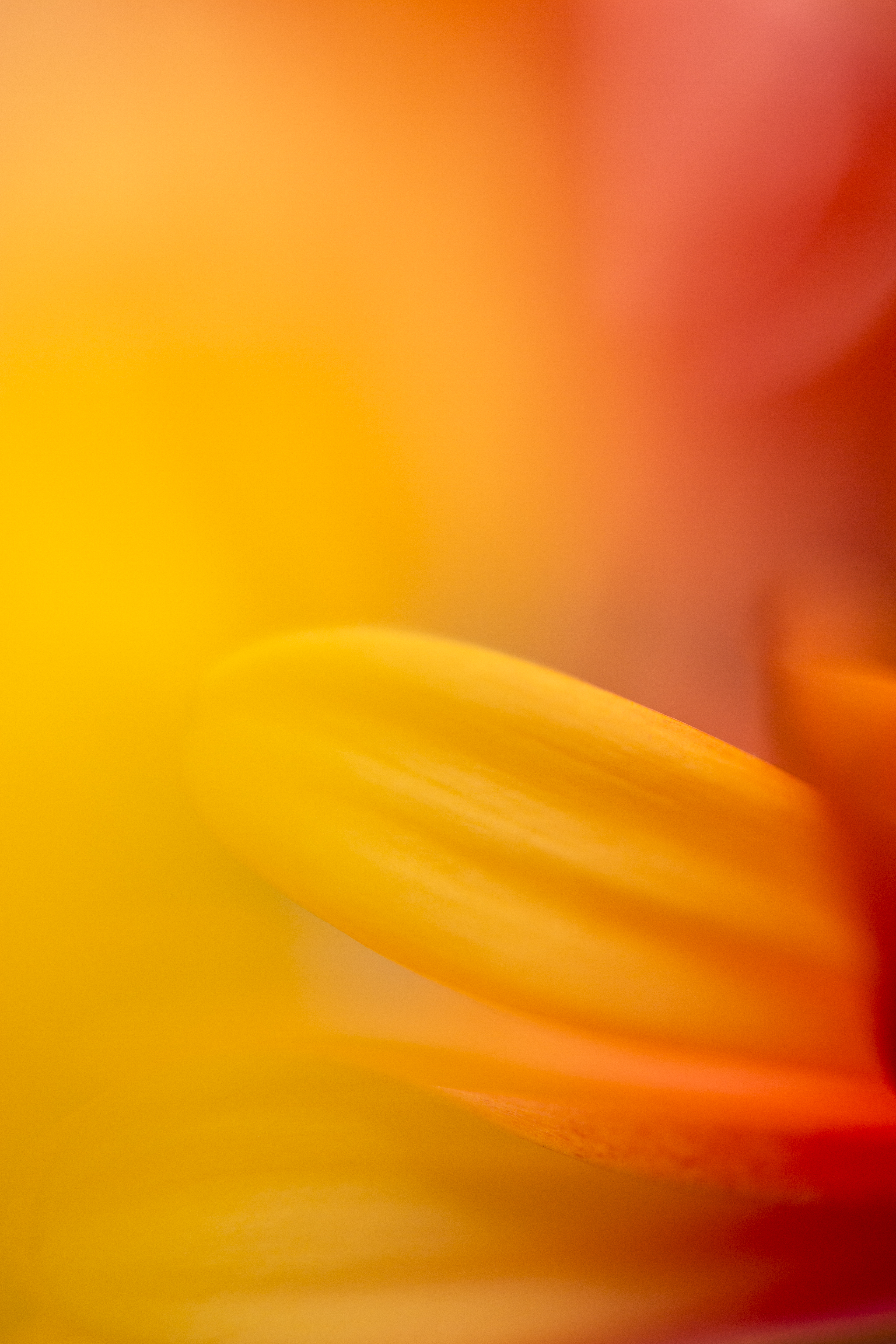 Tell Me About The Sun