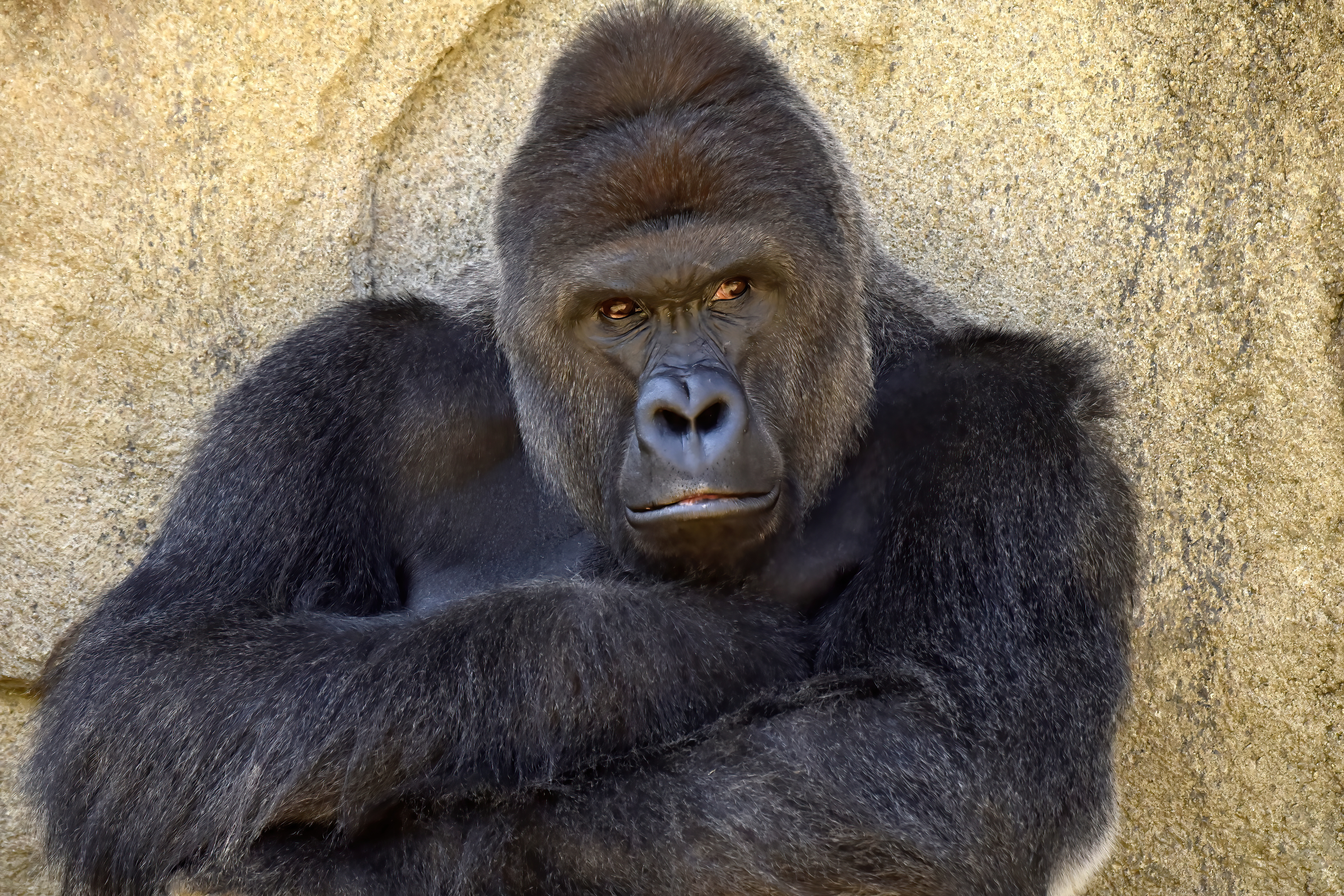 HARAMBE: LEGENDS #595
