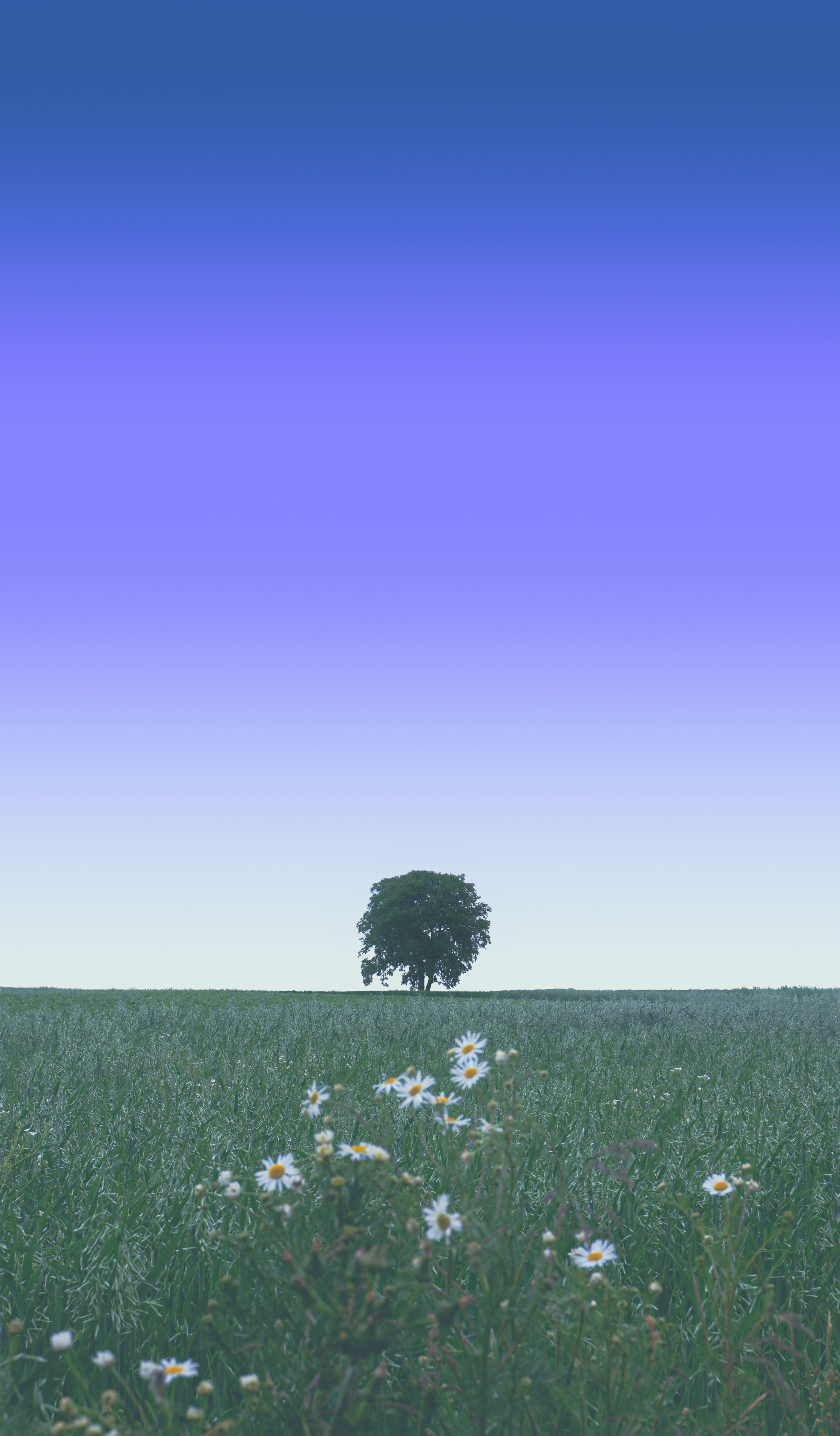 to bloom