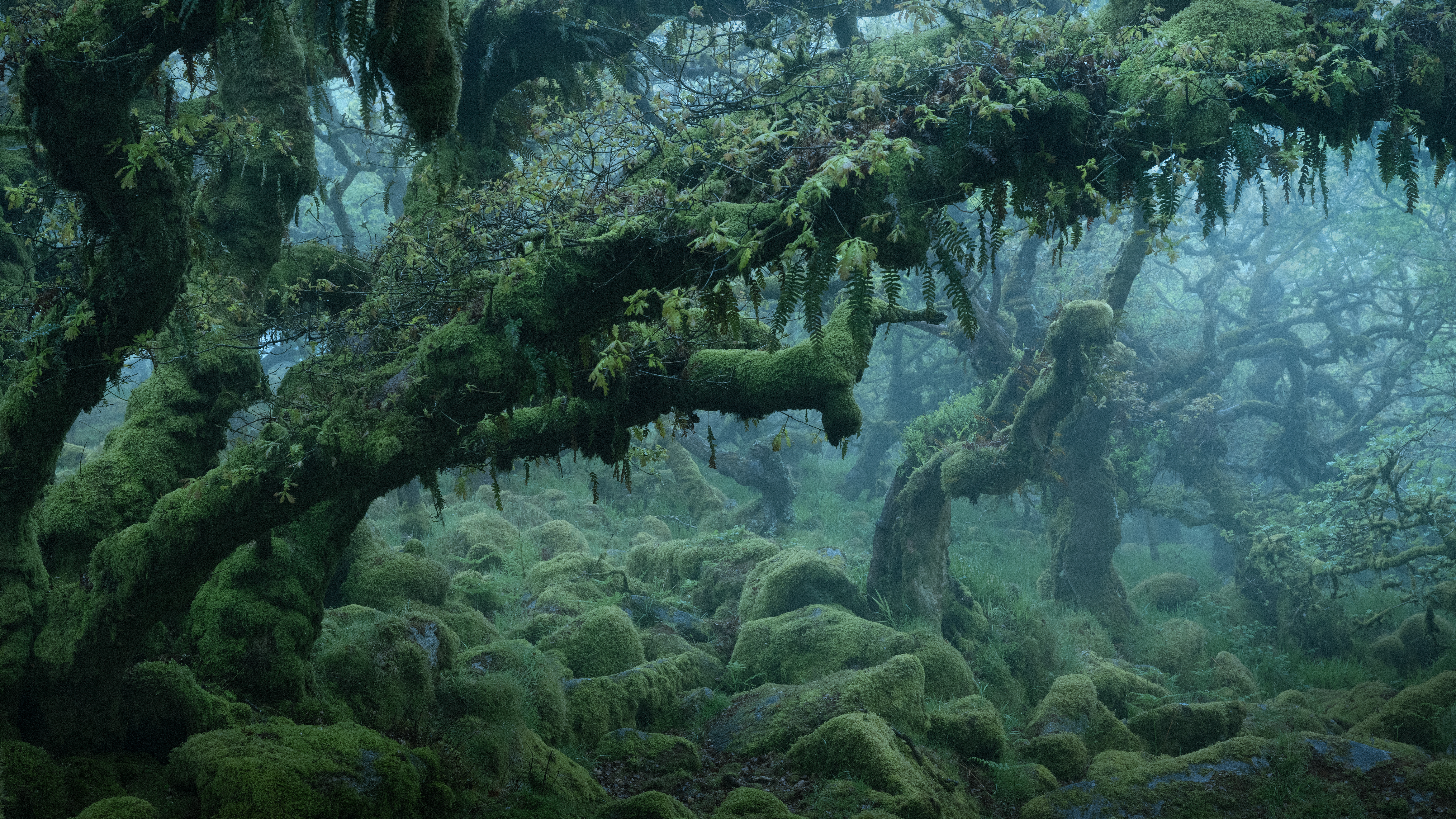 DANCING IN THE SHADOWS #13/50