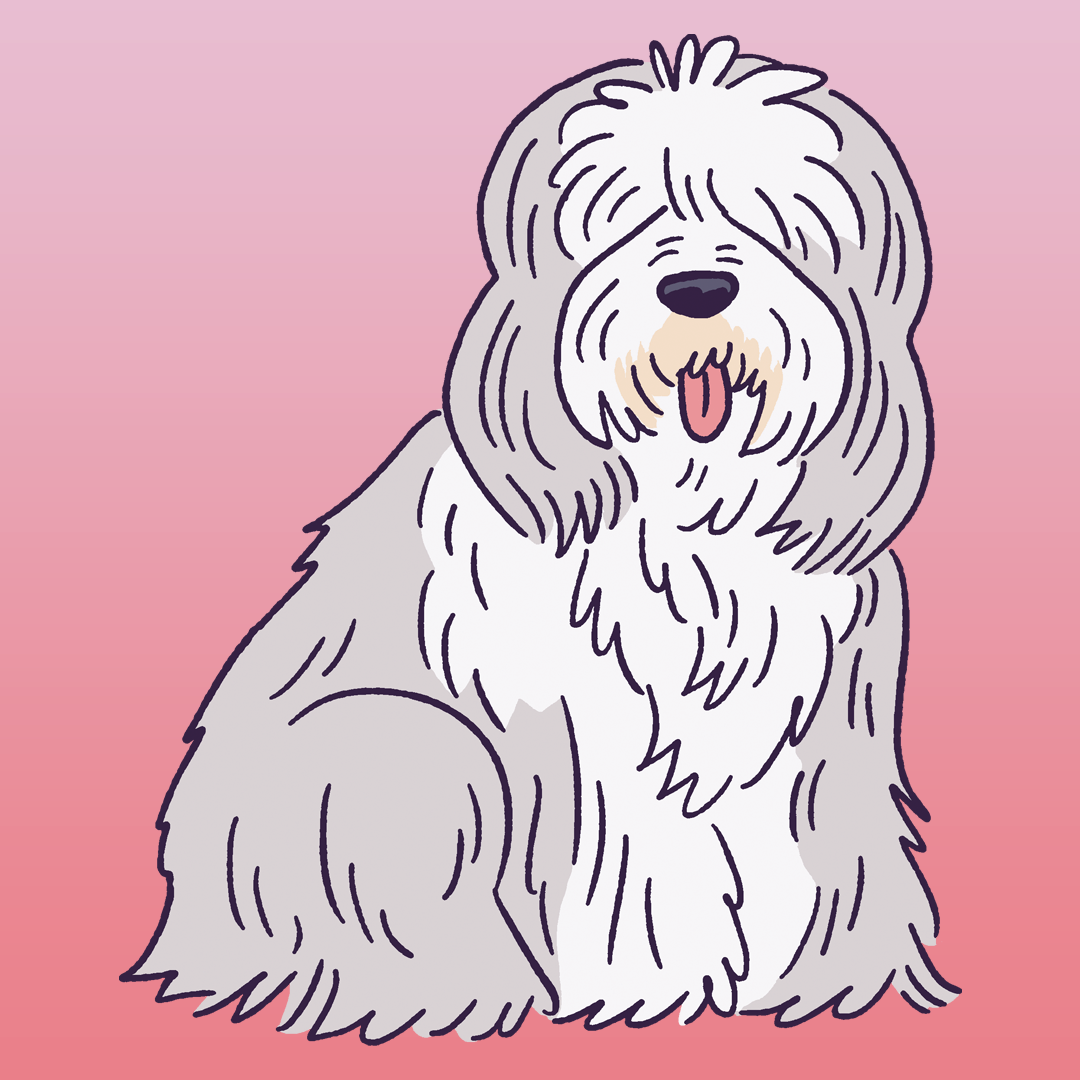 Bearded Collie #35