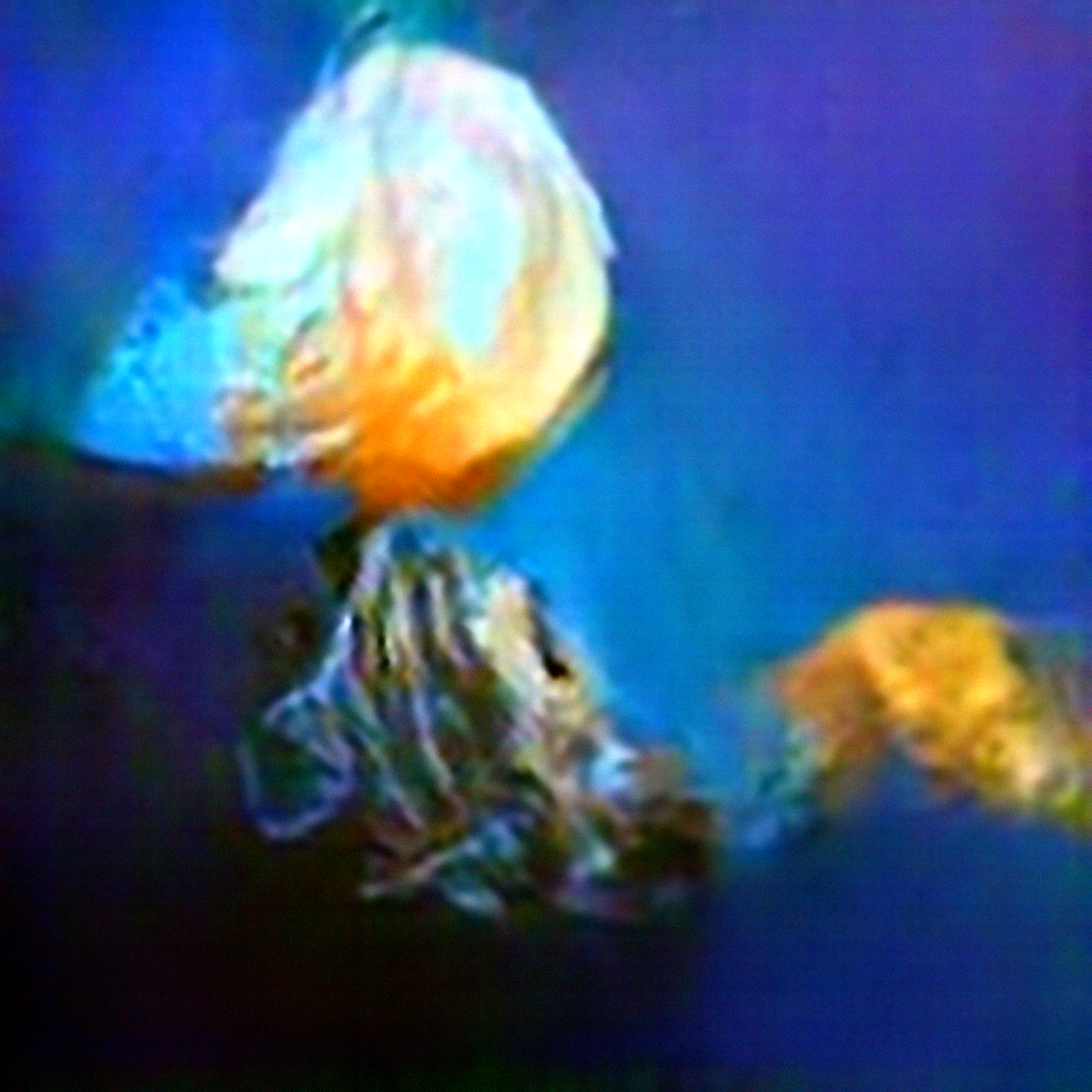 Dreams of Jellyfish #2 (Corpus: Seaweed Dreams)