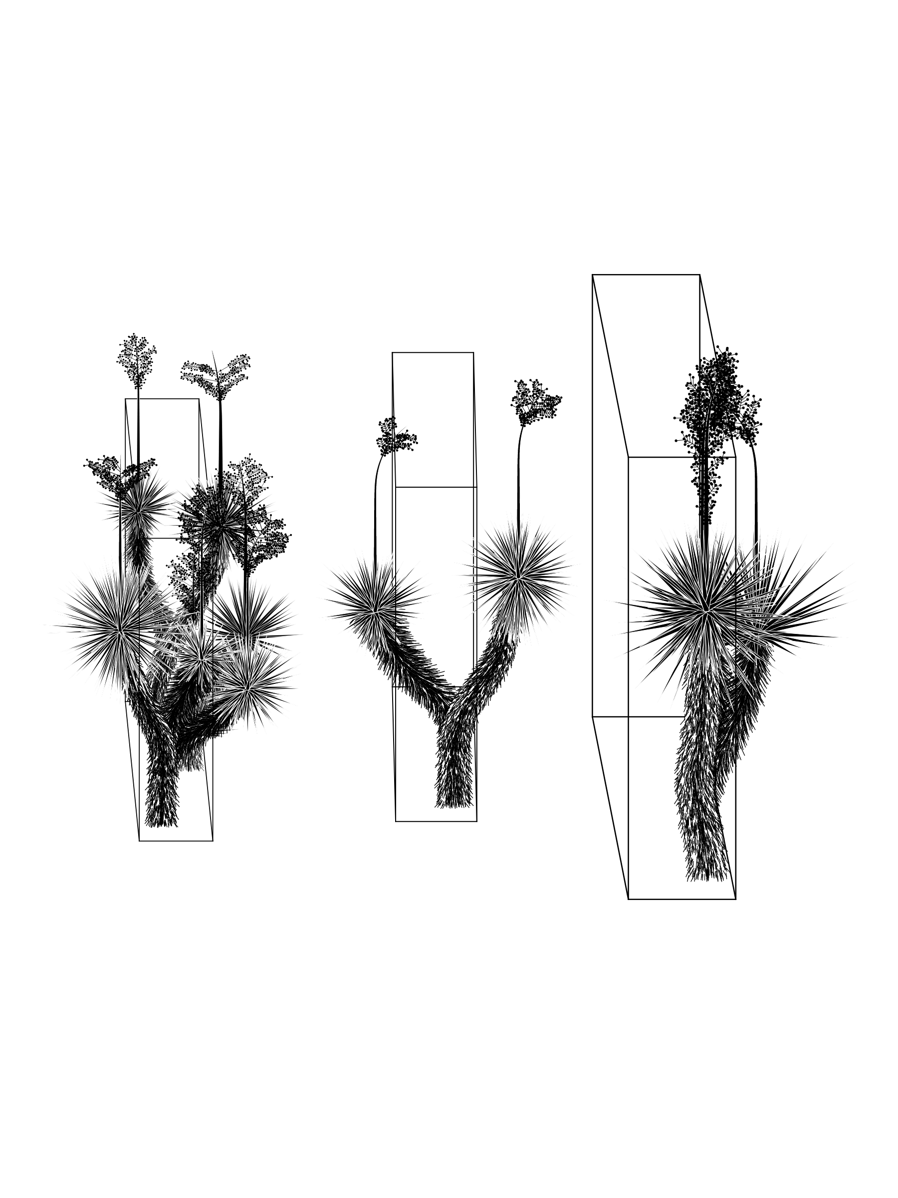 Marfa Yucca #103