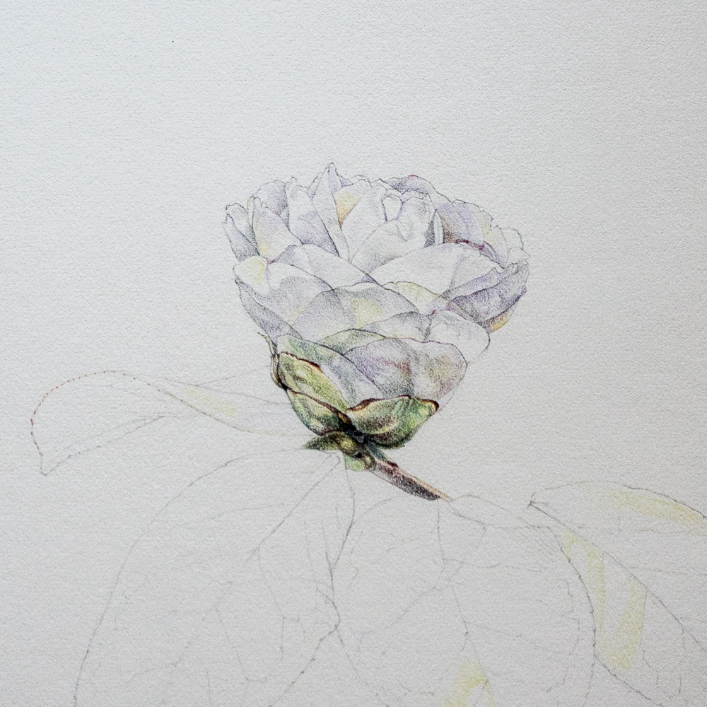 Camellia Study. No 3.