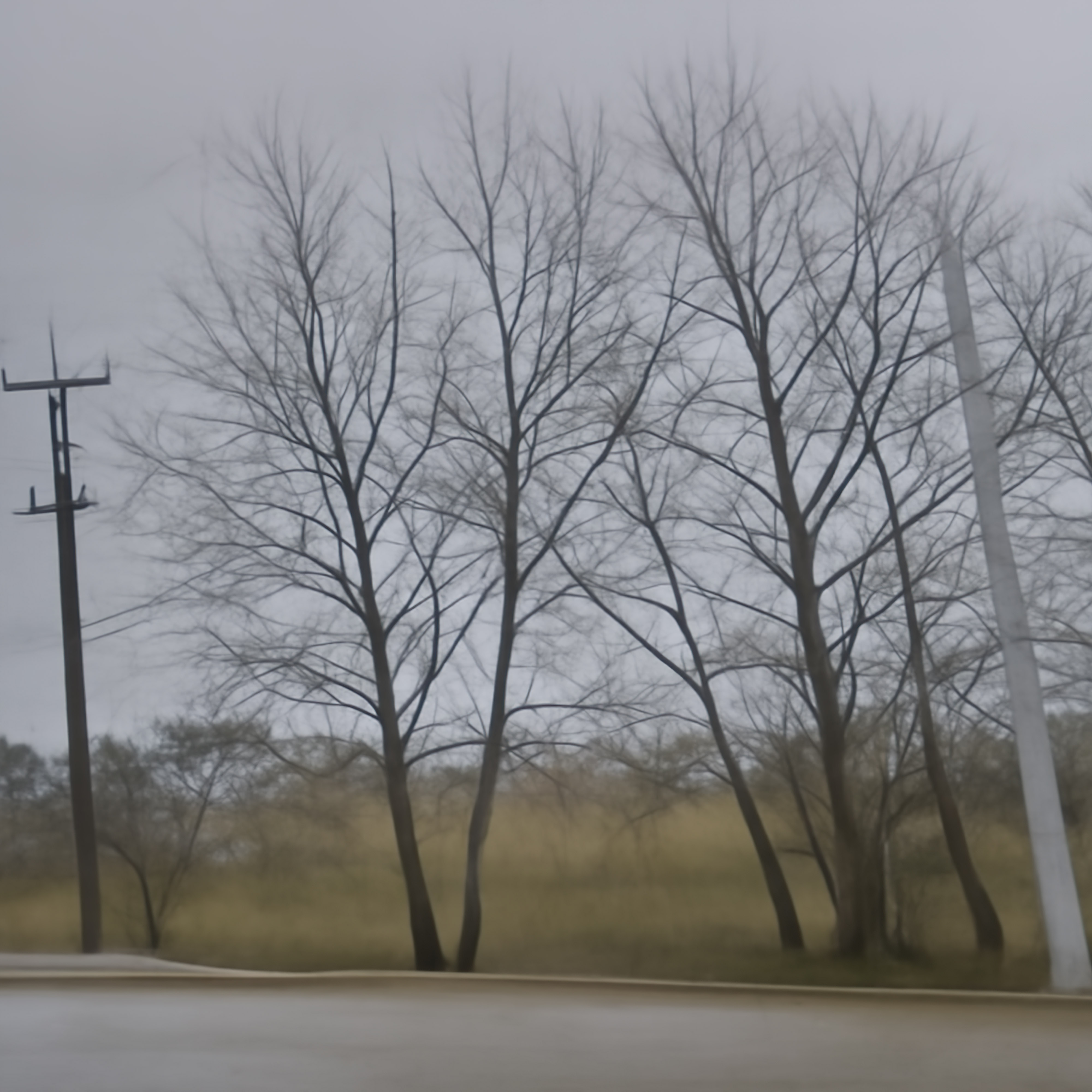 Flora of Argelton Lane 044