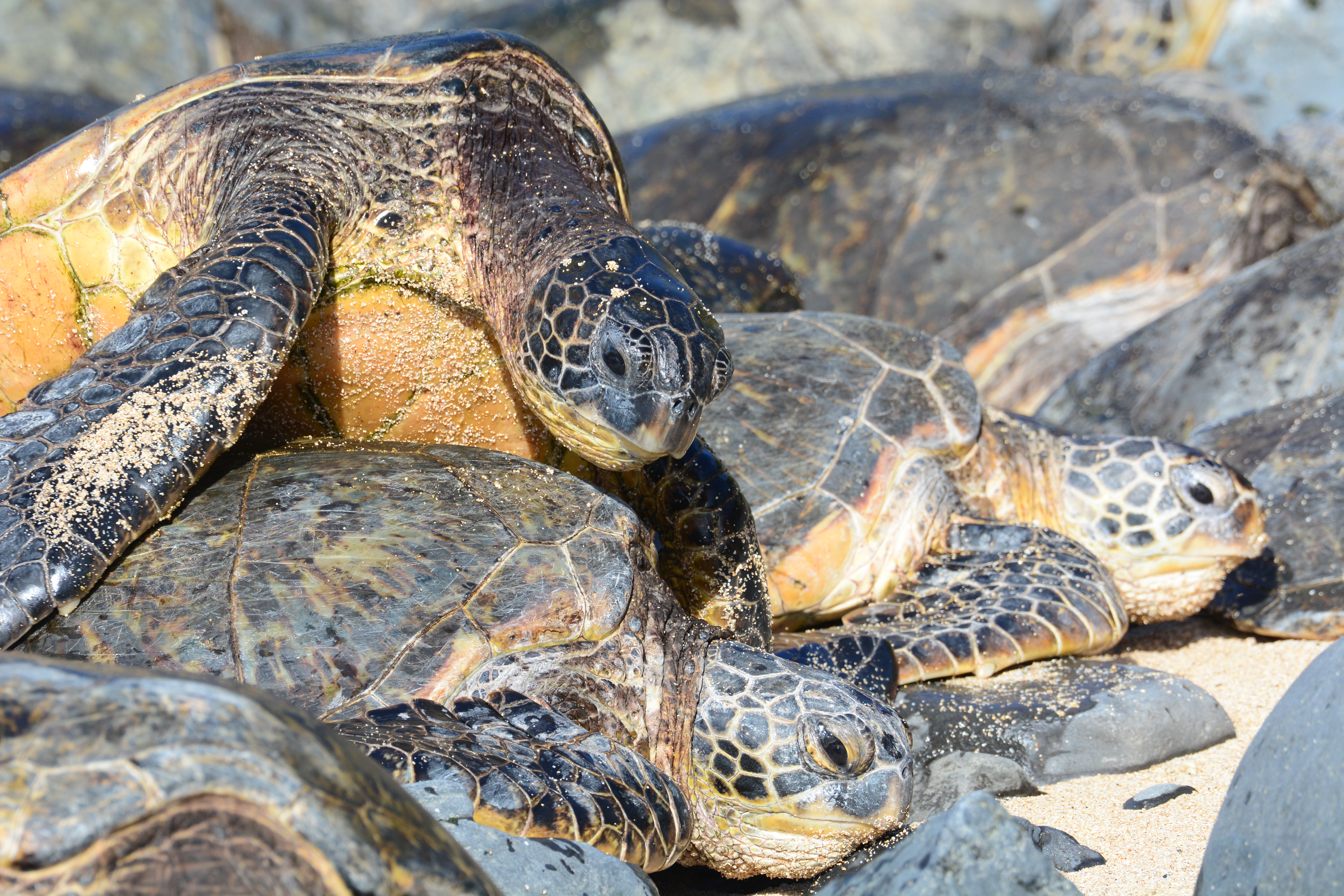 Ho'okipa Pile Up