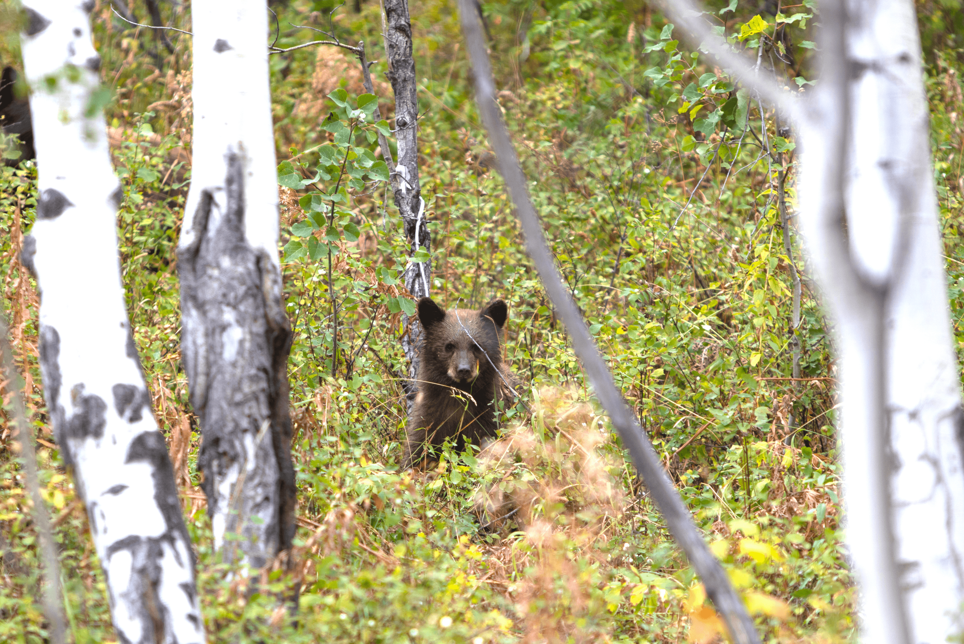 Balance #25 Black Bear