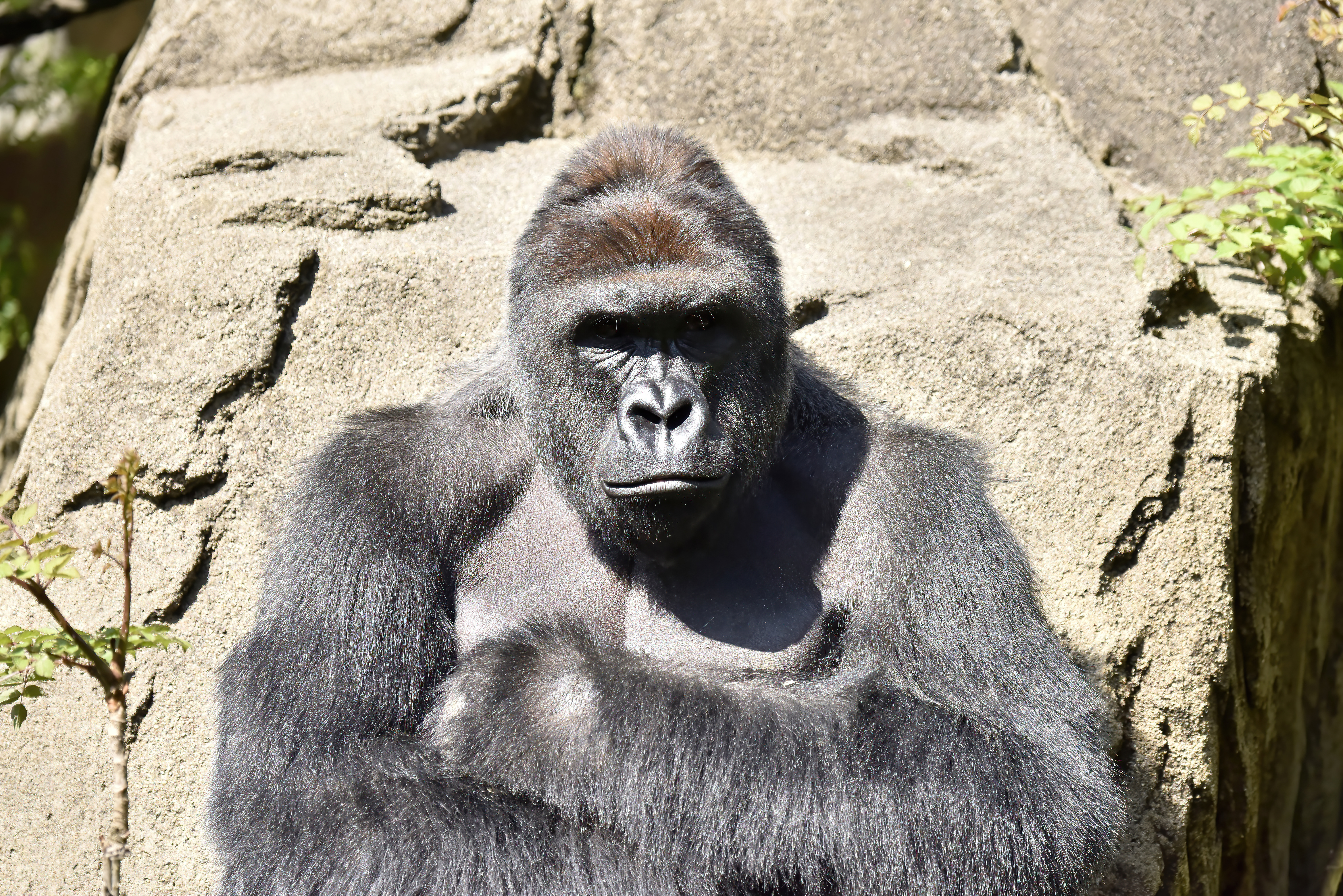 HARAMBE: LEGENDS #307