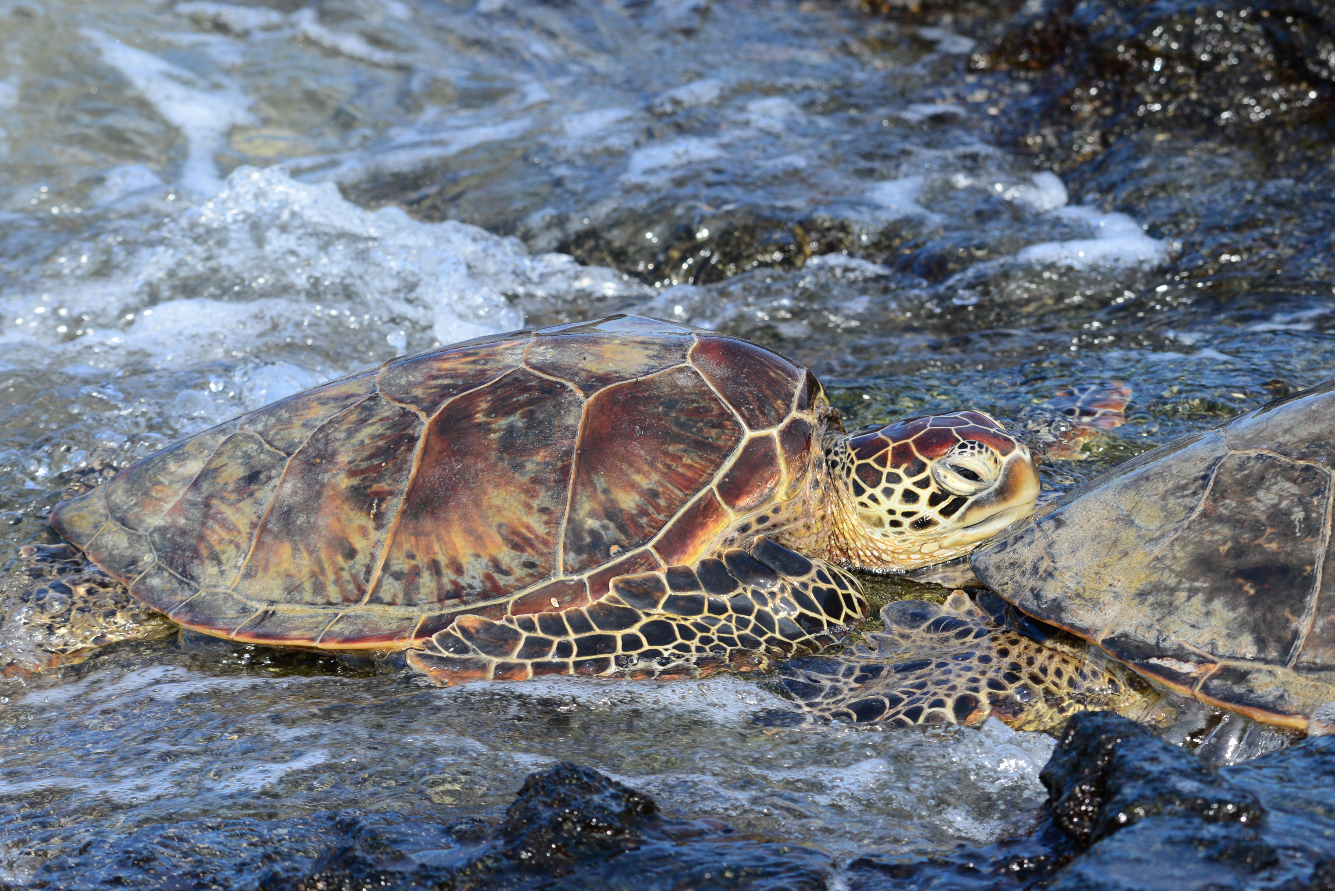 Tiny Kona Honu