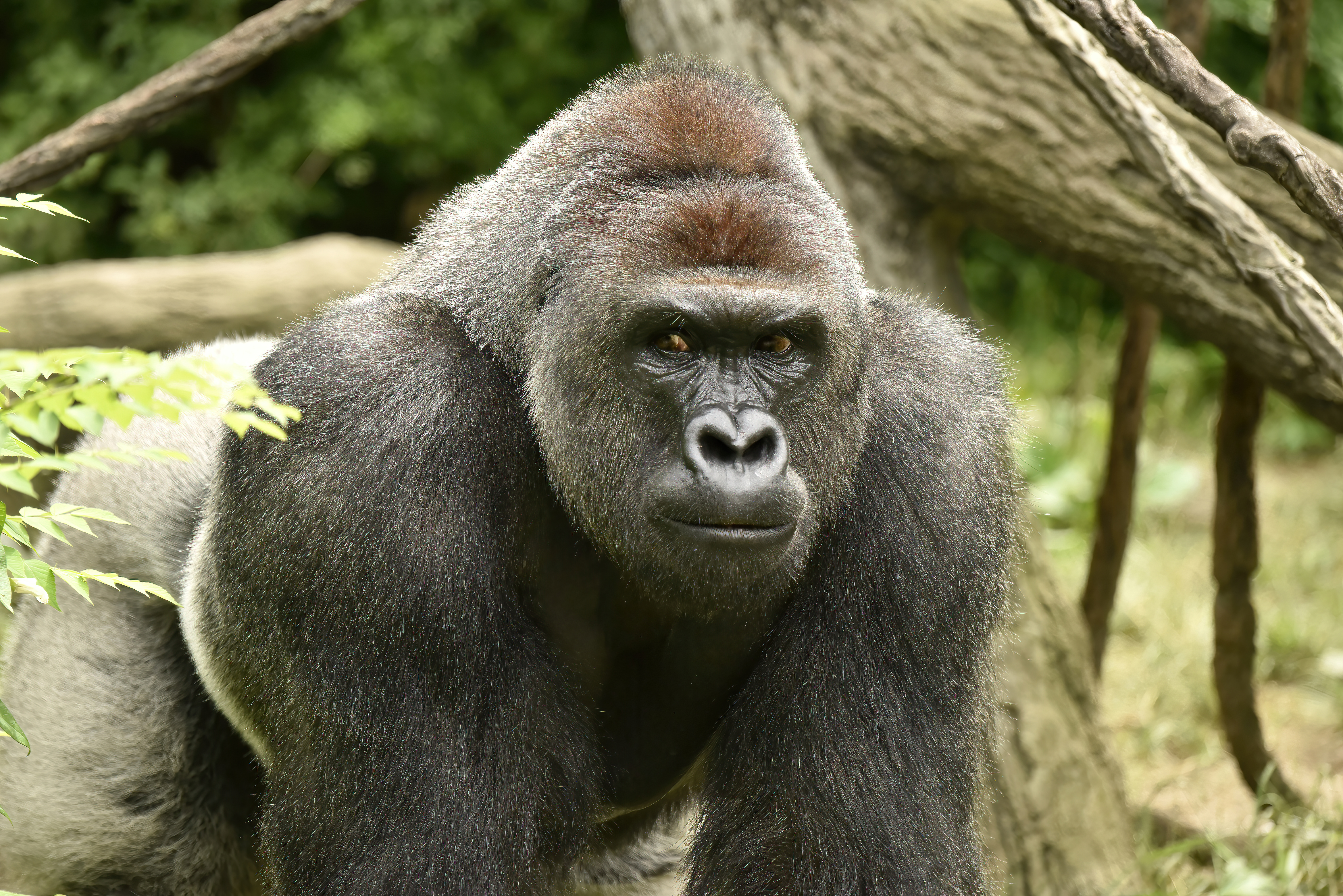 HARAMBE: LEGENDS #509