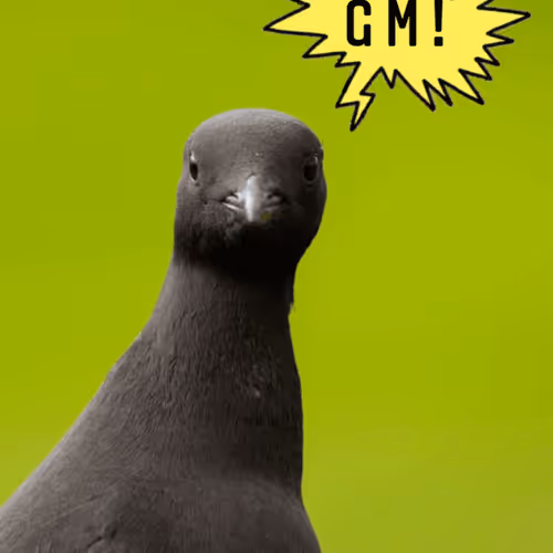 CC0 Guillemot GM