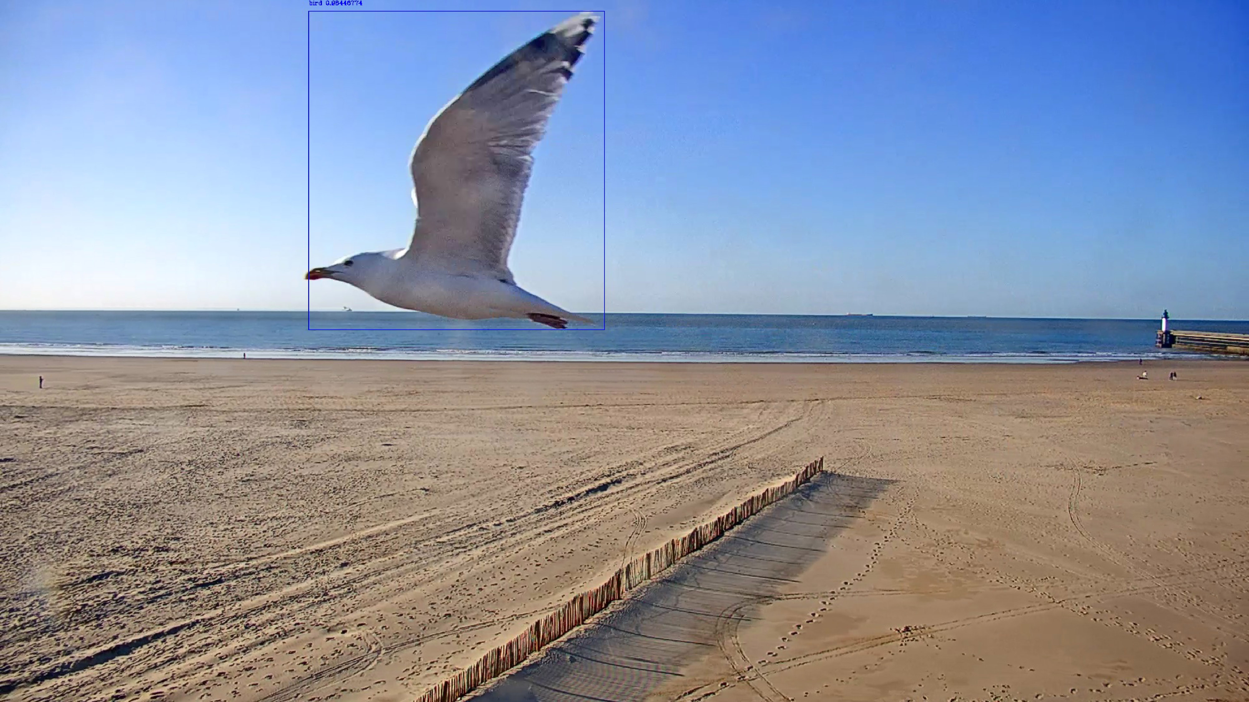 Border Bird 021 - France/United Kingdom - 17.03.2022 - 4:43 PM