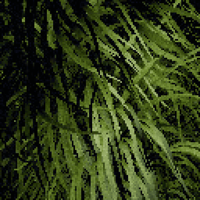 Beaucarnea recurvata - Ponytail palm #5