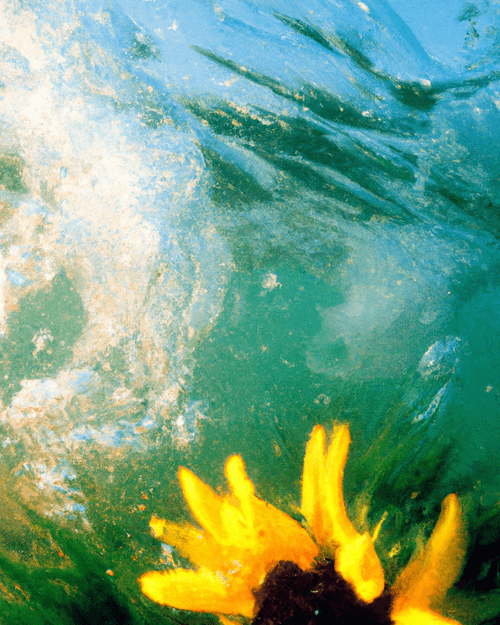 Tsunflower Chaos #201