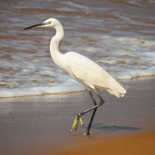 Egret (白サギ)