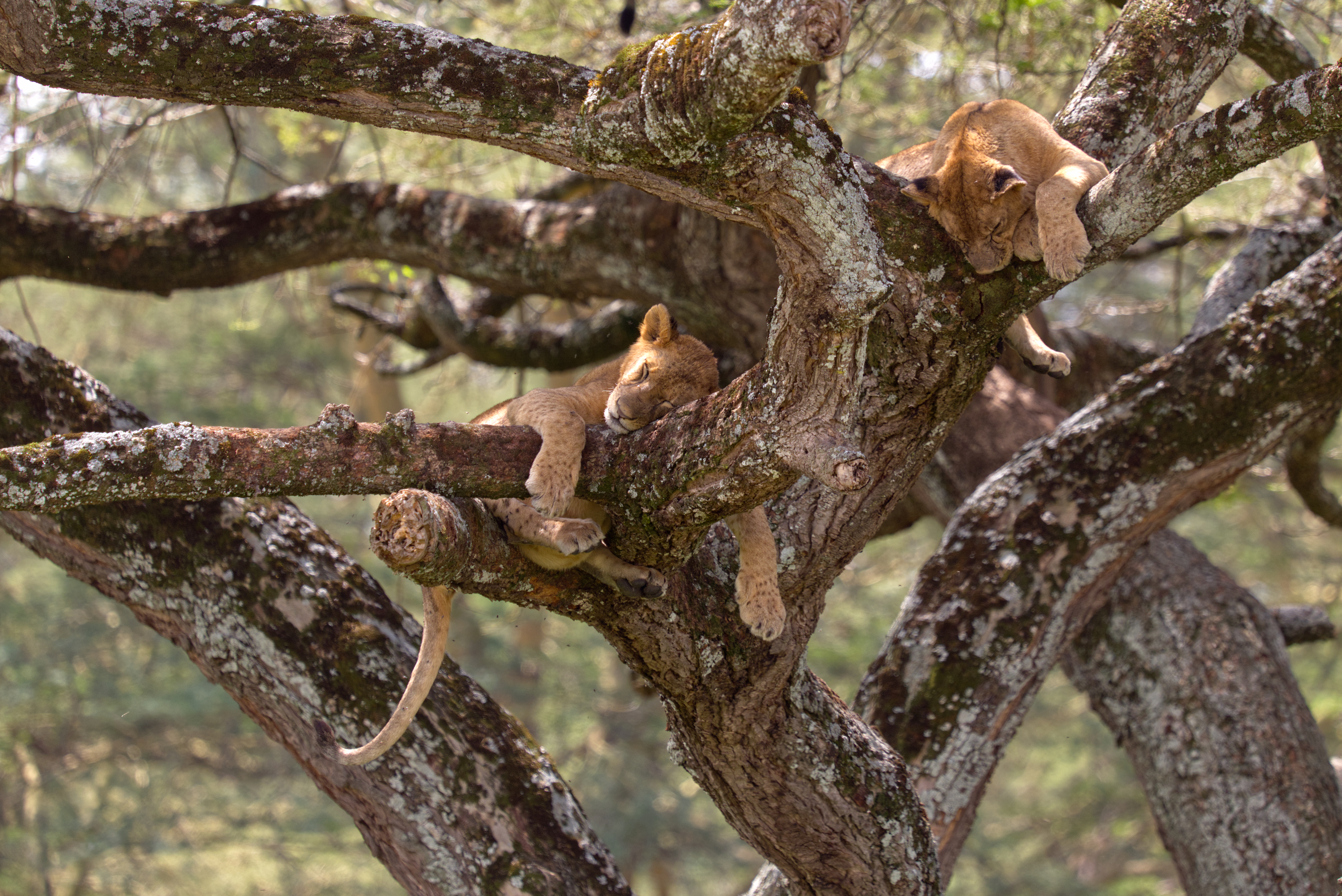 Lazy Lions