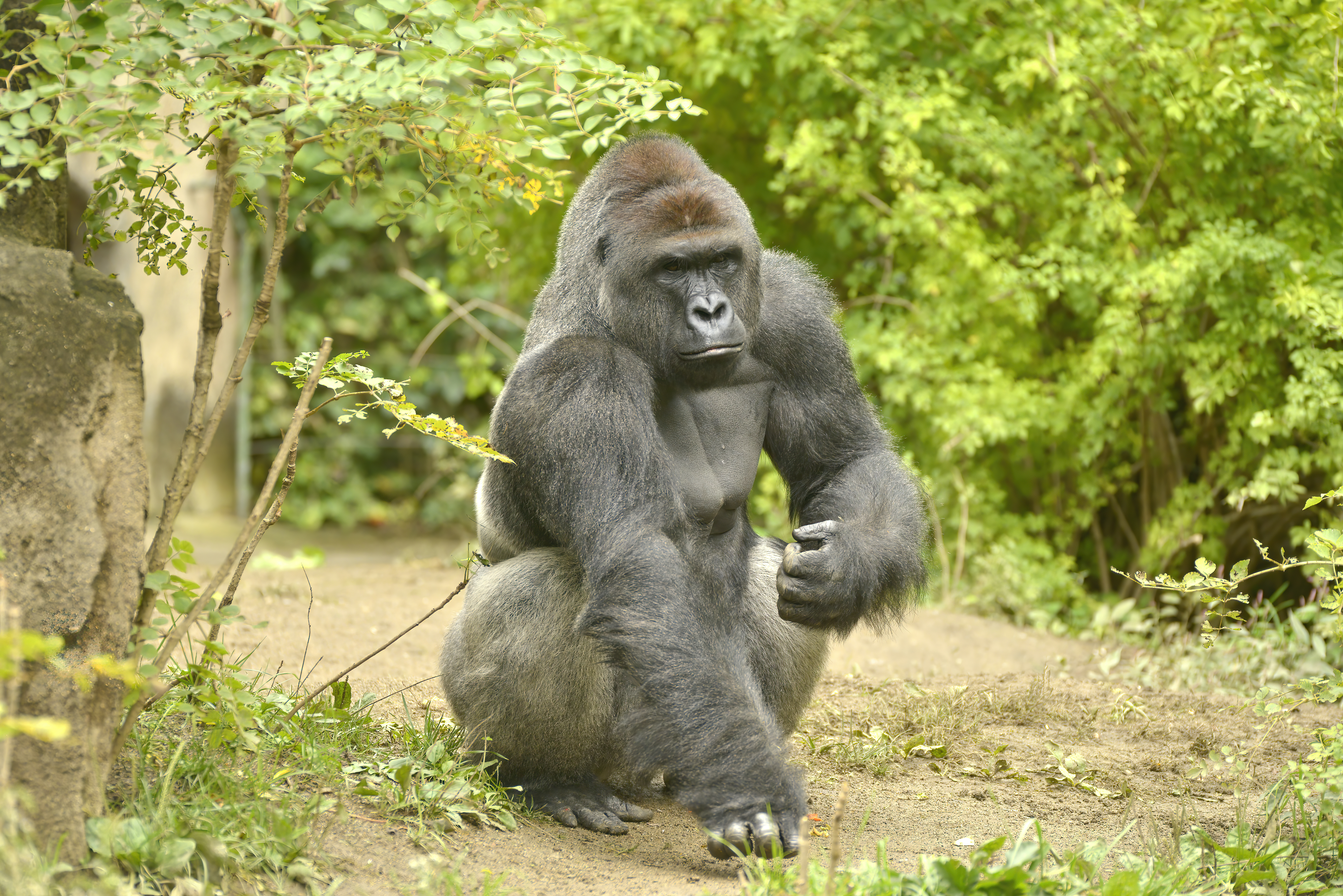 HARAMBE: LEGENDS #634