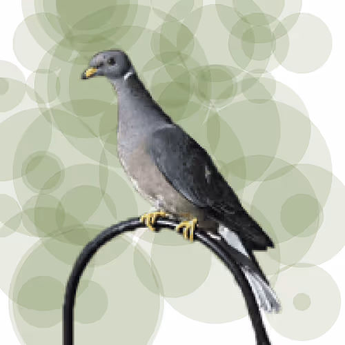 Seamorphus Pigeon #66