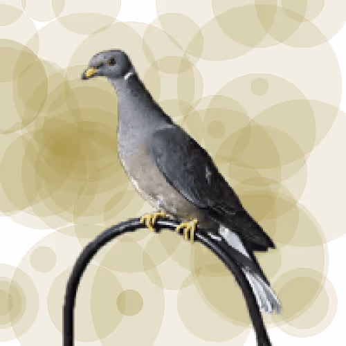 Seamorphus Pigeon #21