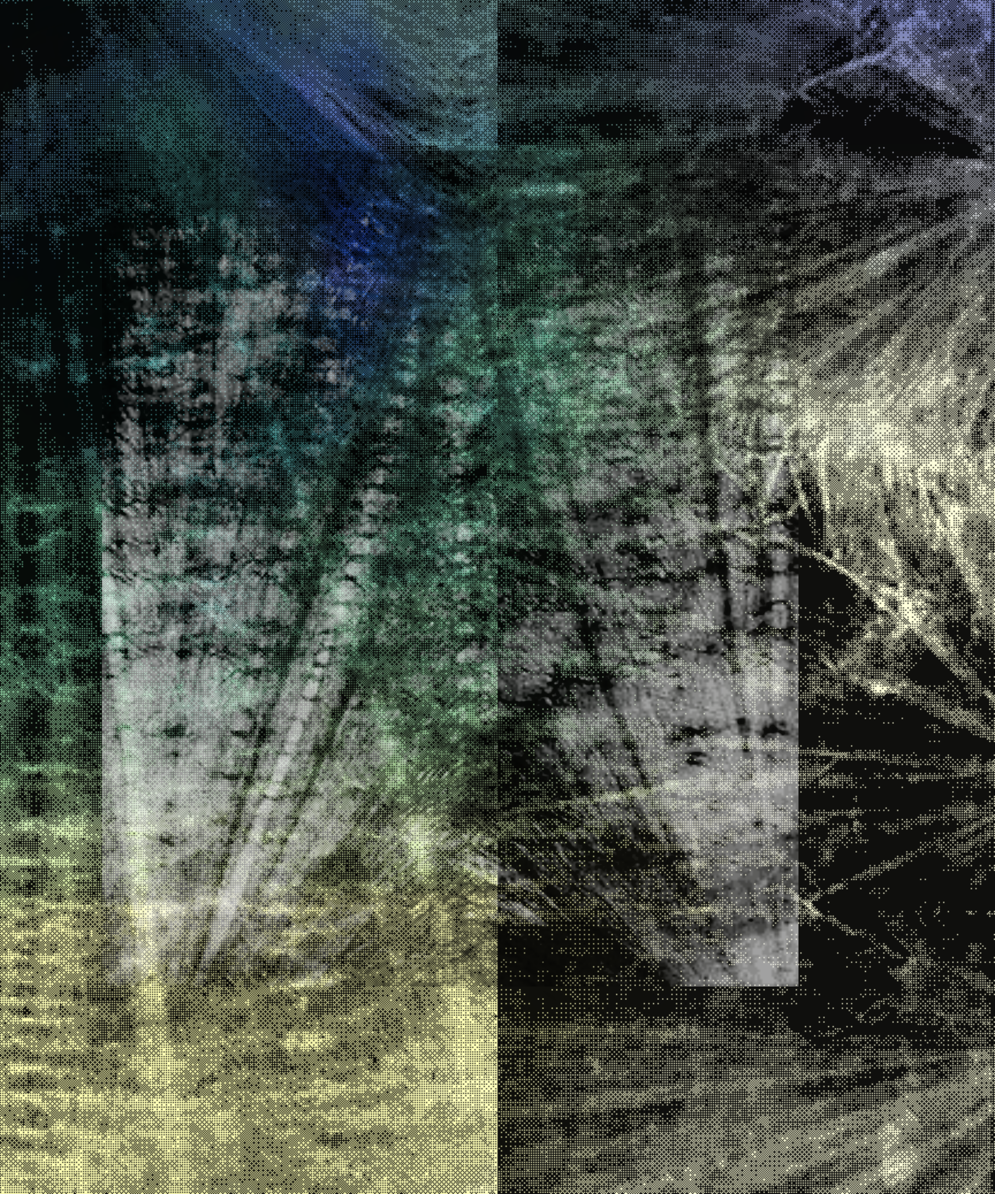 the spring begins with the first rainstorm #35