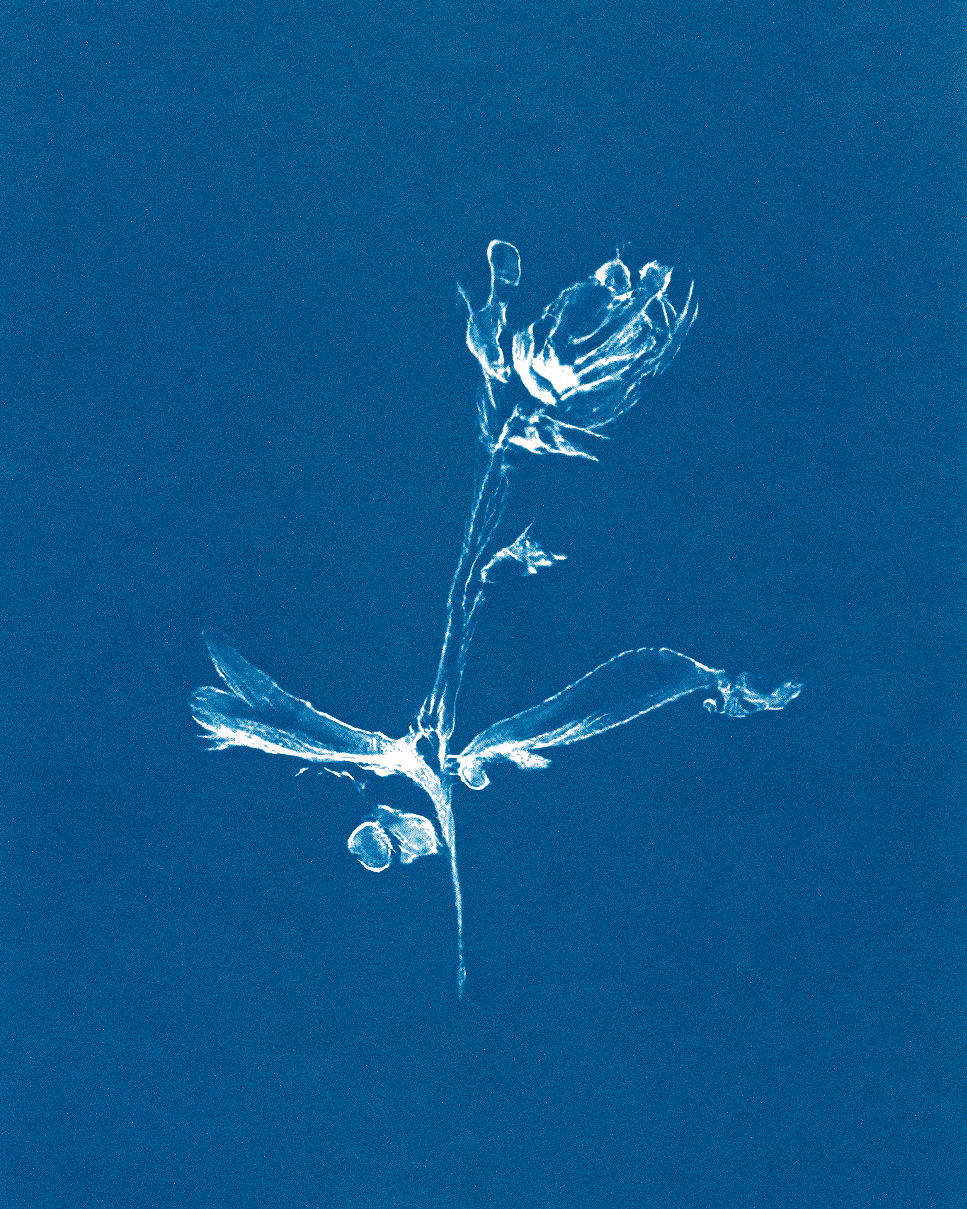 In Translation #17 by Claudia Pawlak 