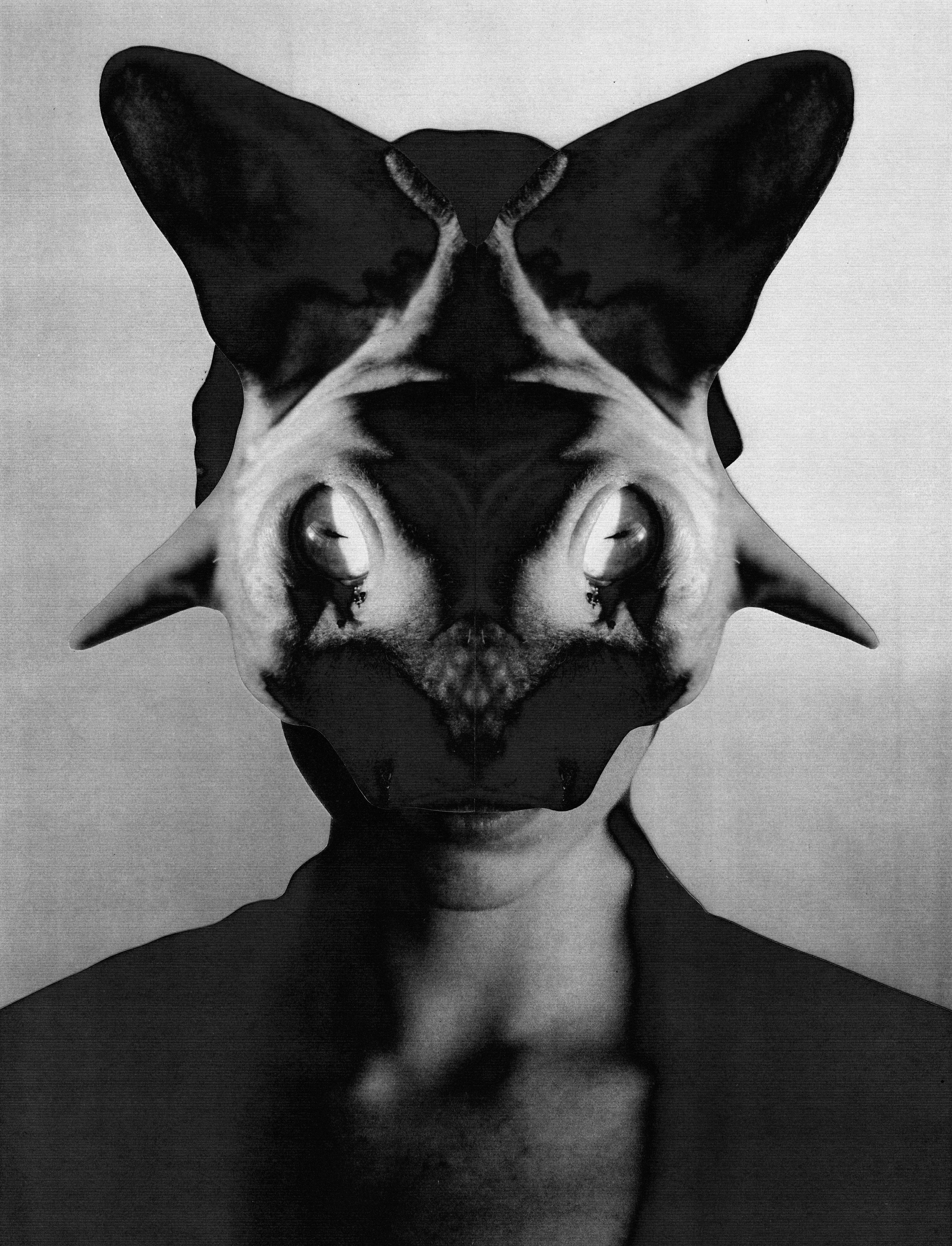 HAIRLESS CAT BAPHOMET (Jesse Draxler) #8/10