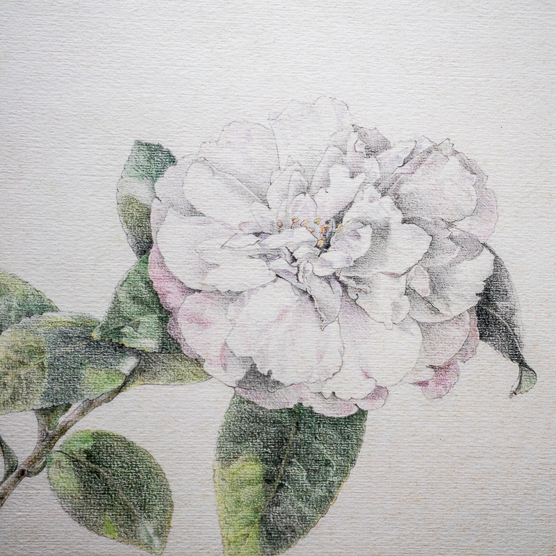 Camellia Study. No 5.