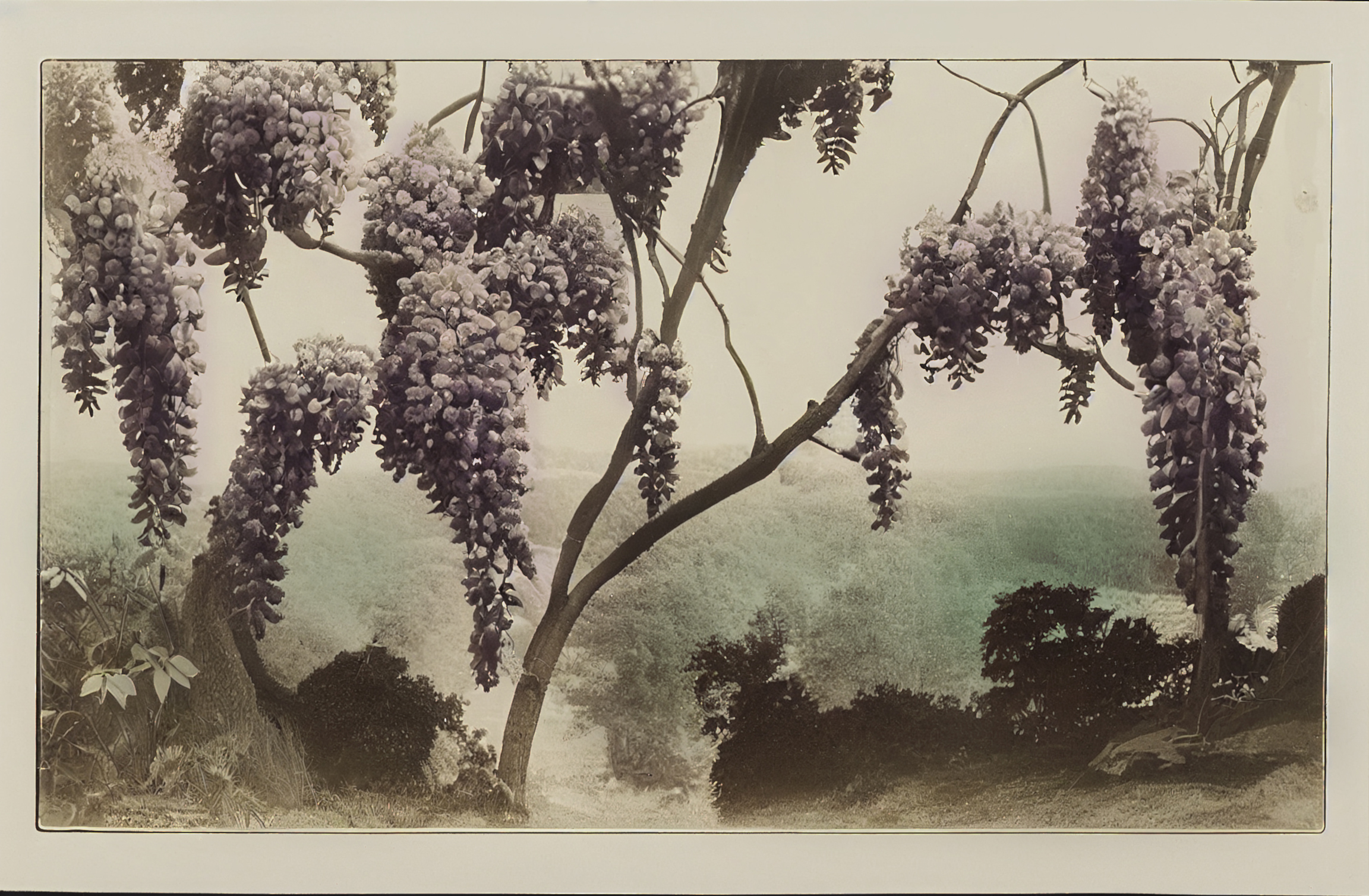 Wisteria, Albumen Print (hand coloured), 1870