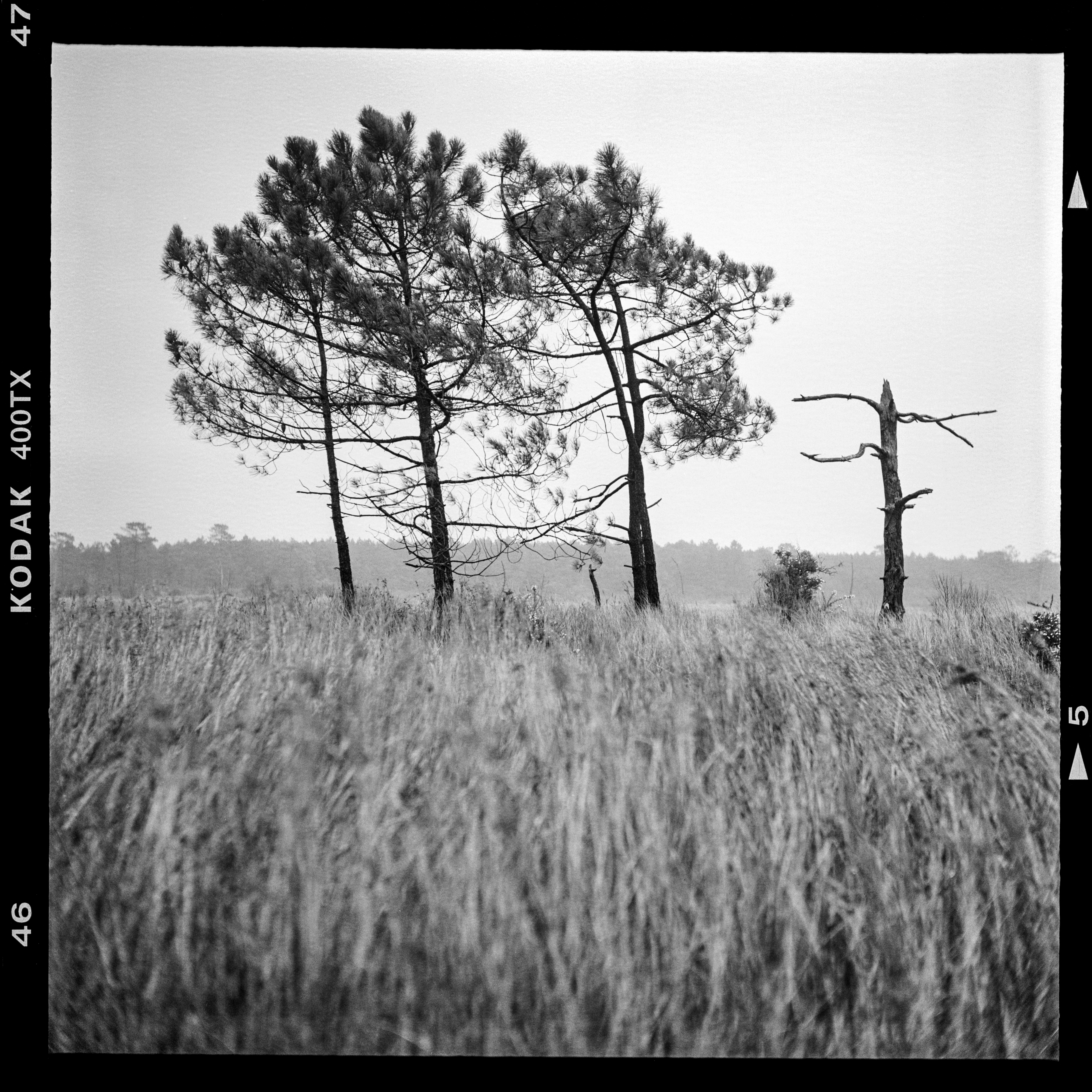 Woodheart #2