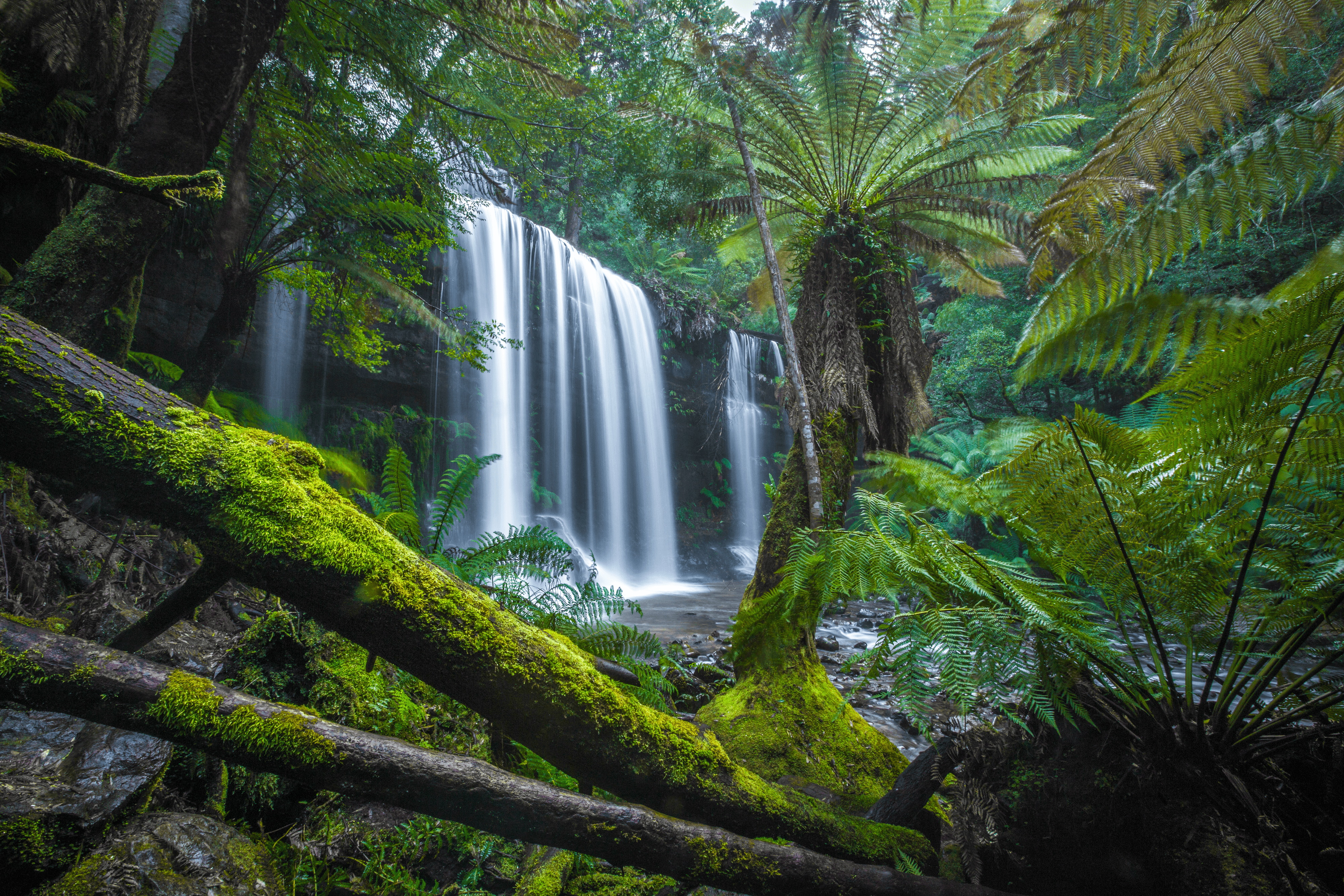 #32 - Russell Falls Ferns