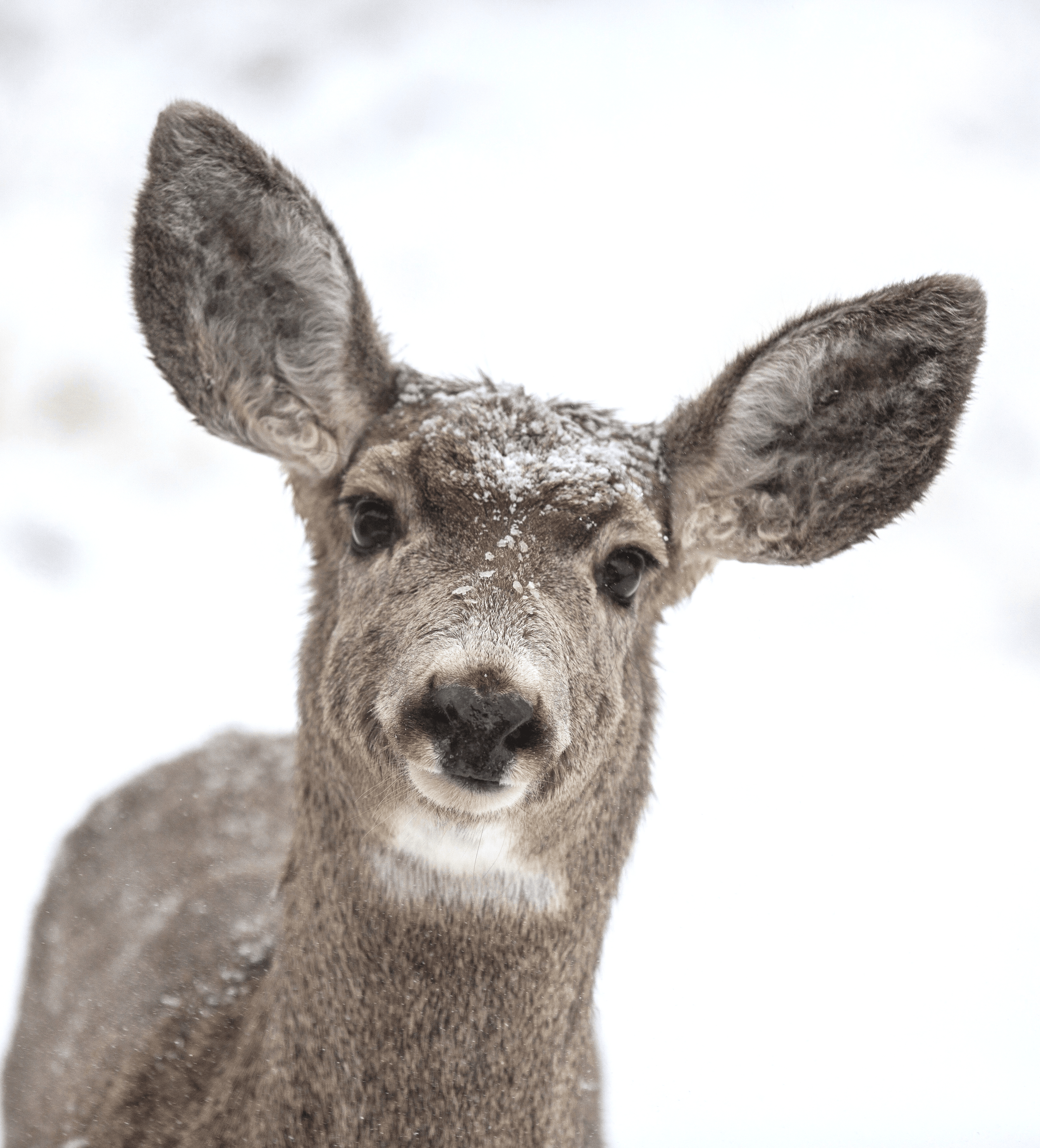 Balance #38 Mule Deer 