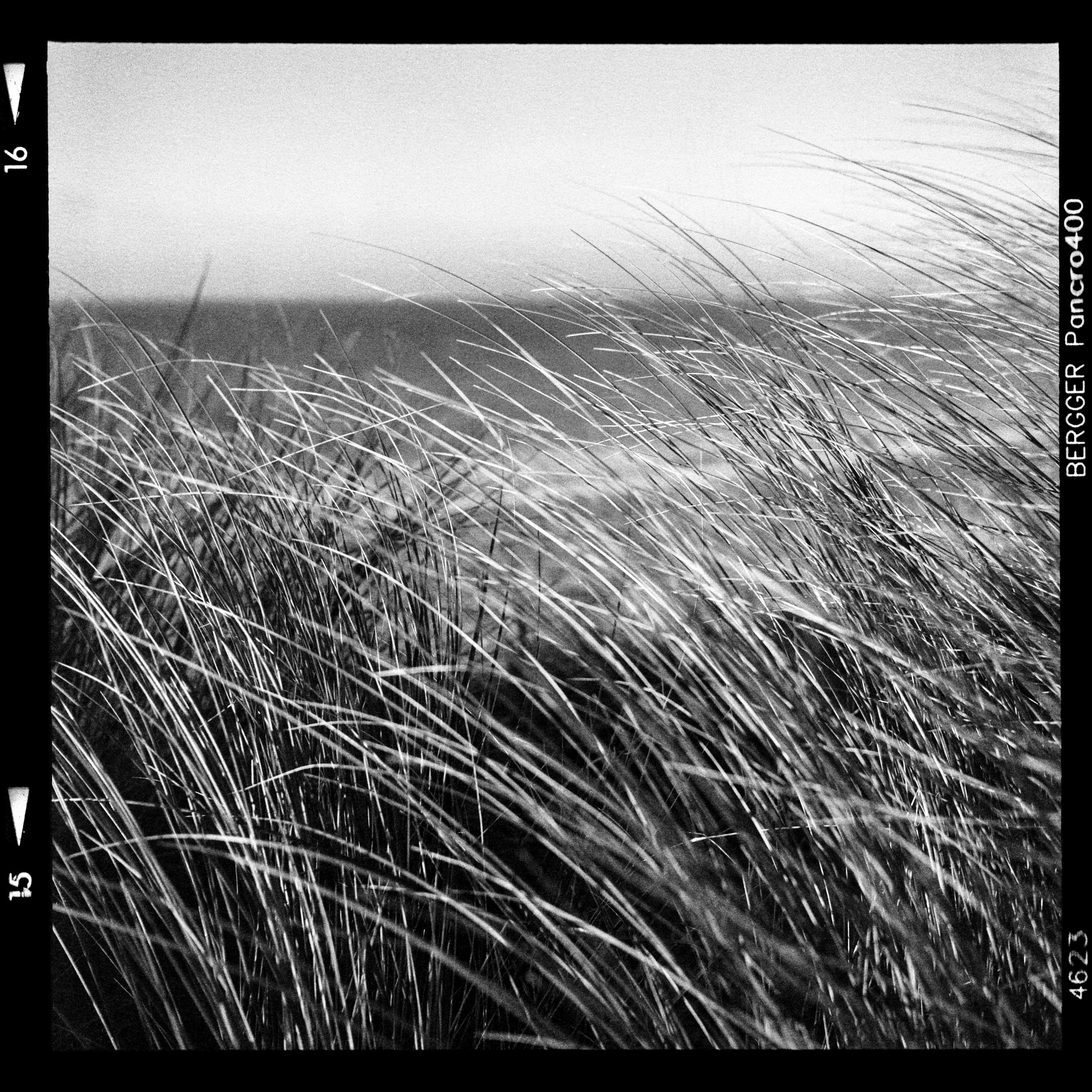 Through the tall grass hides the ocean