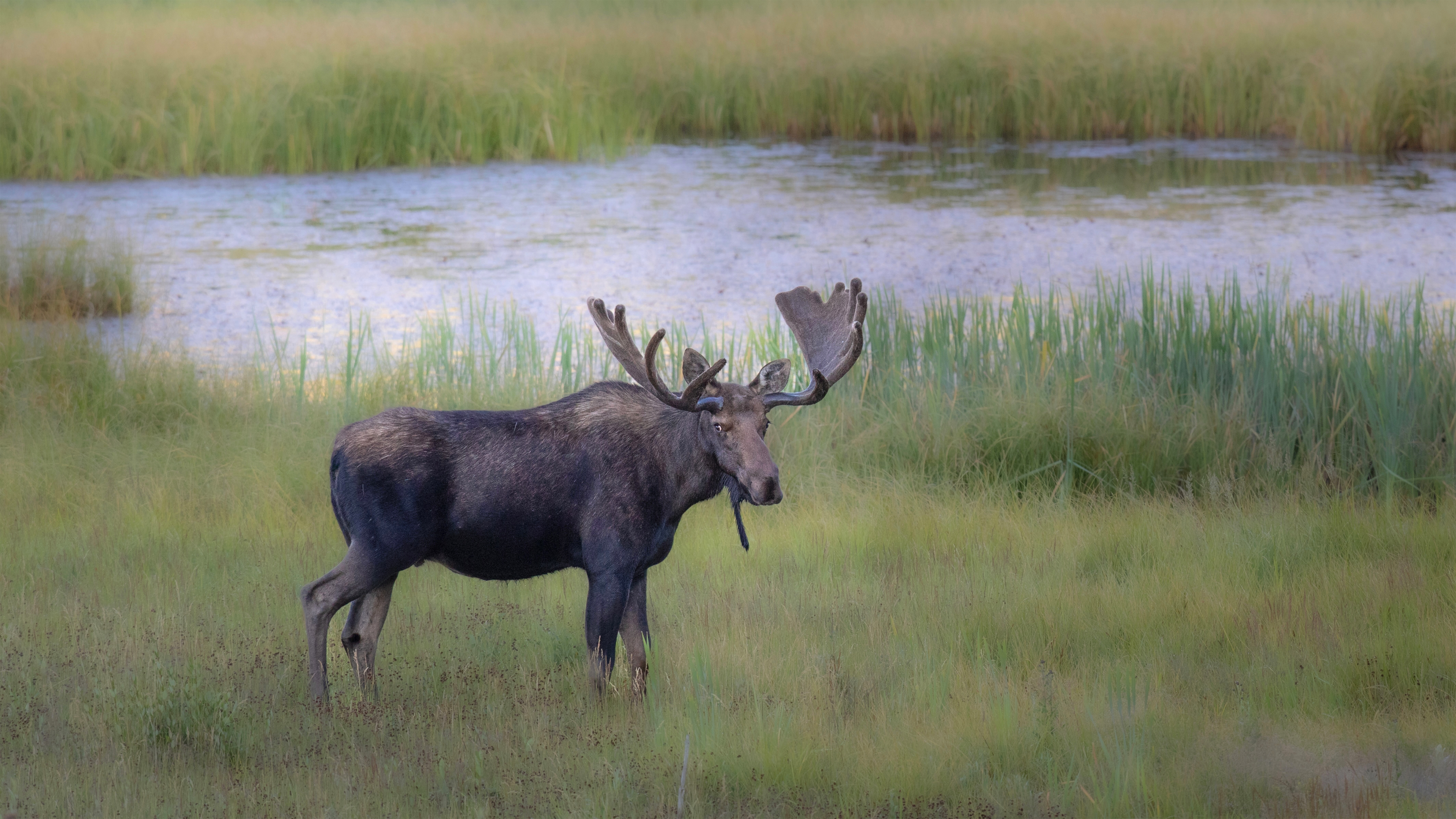 The Stillwater Wanderer