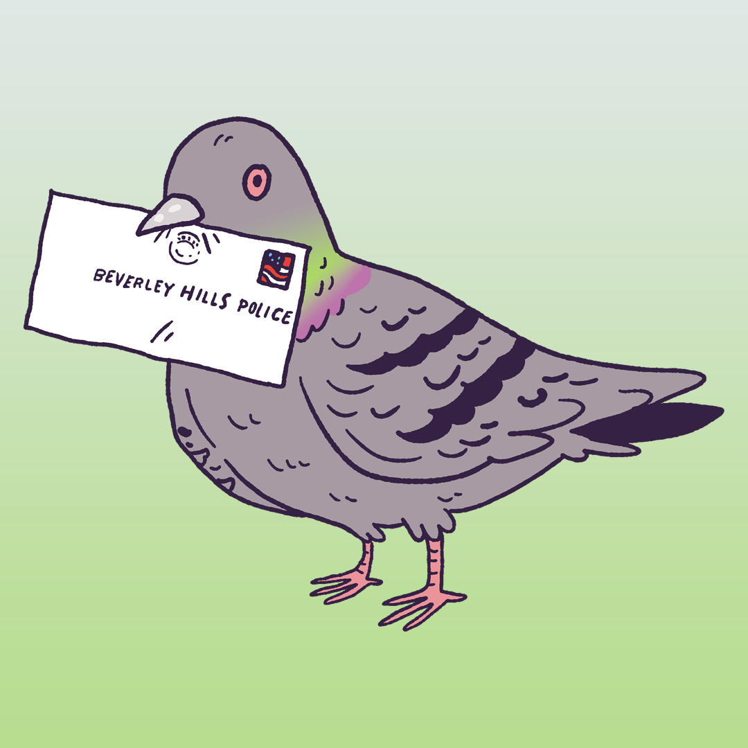 Pigeon #1665
