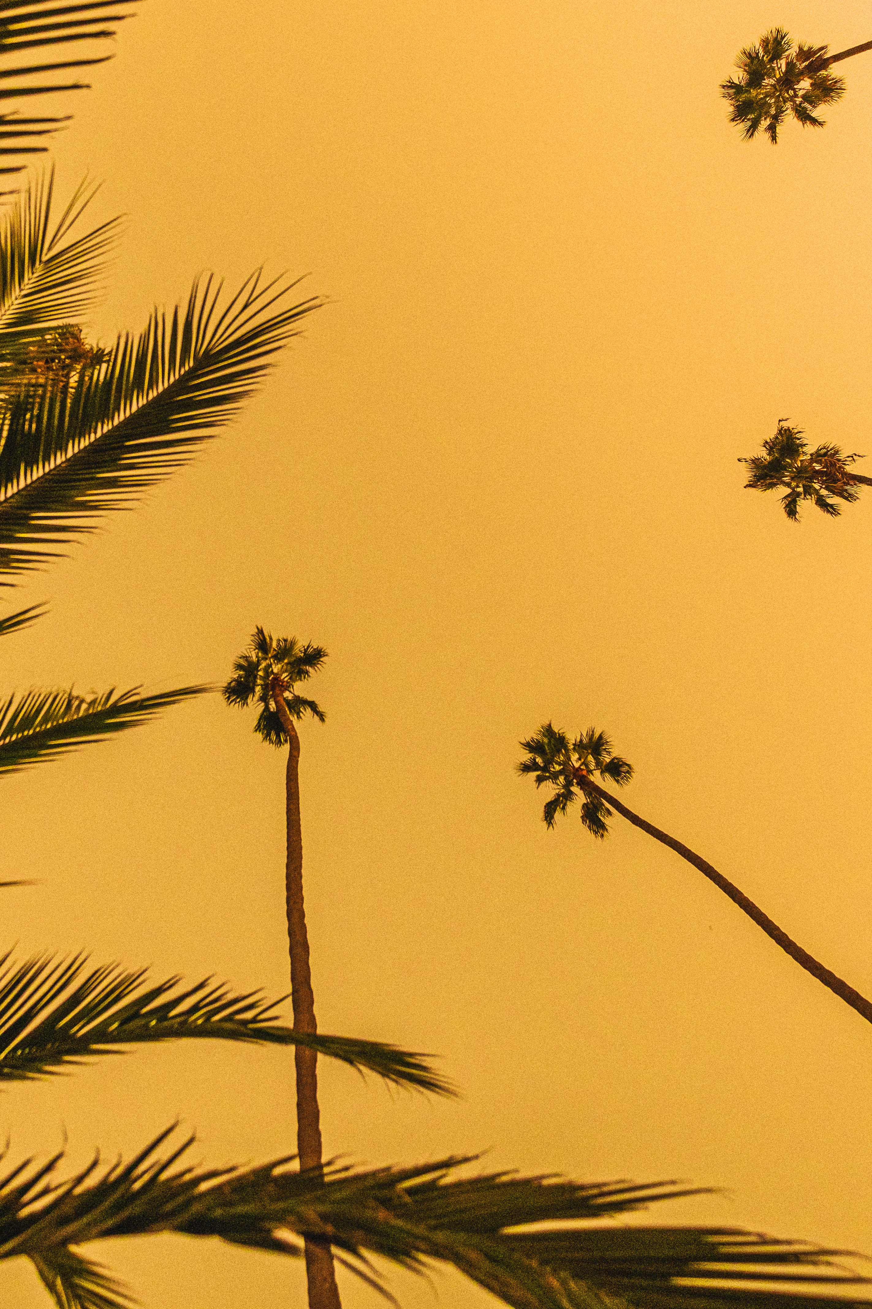 Will Nichols 'Golden Palms' #191/205