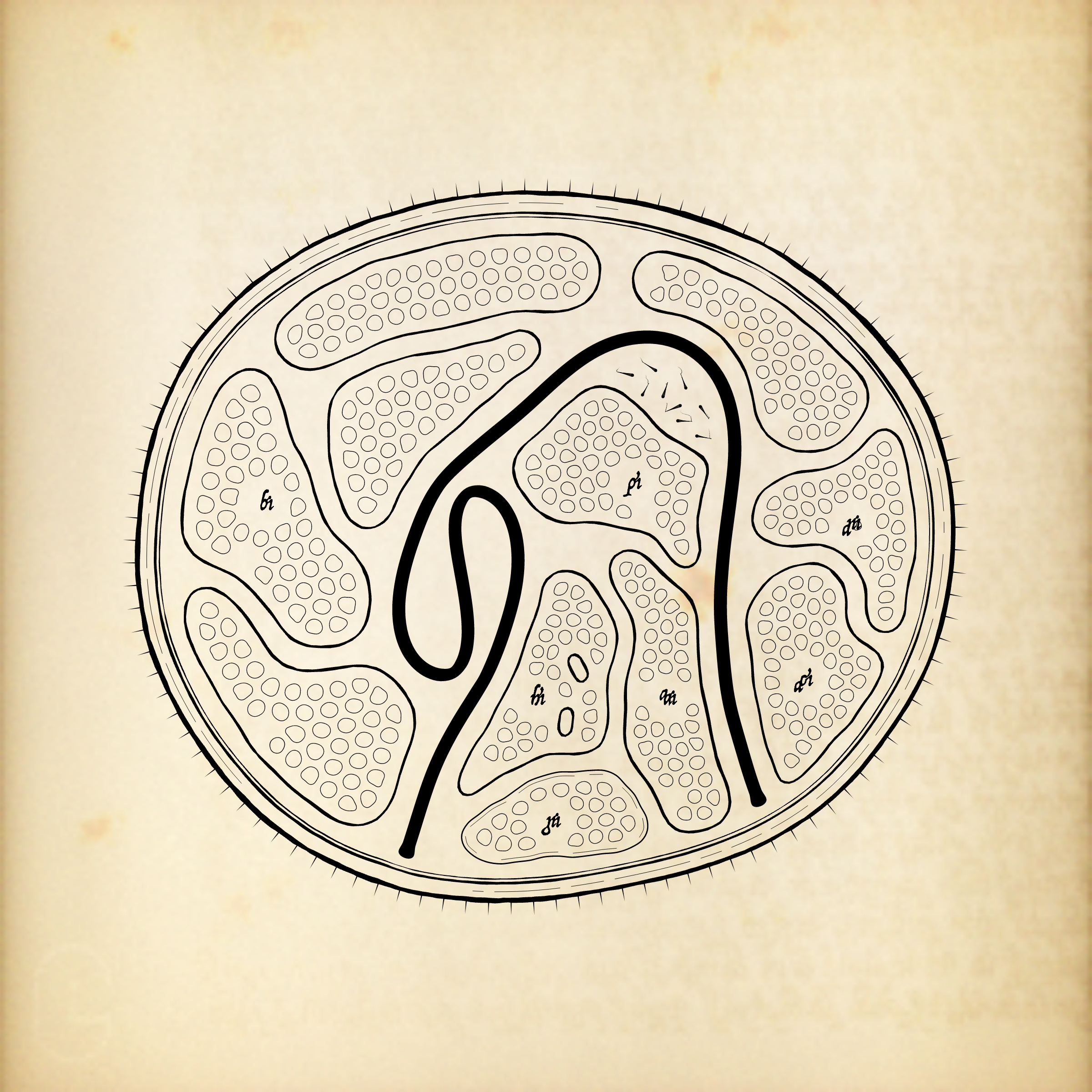 Cytographia #350
