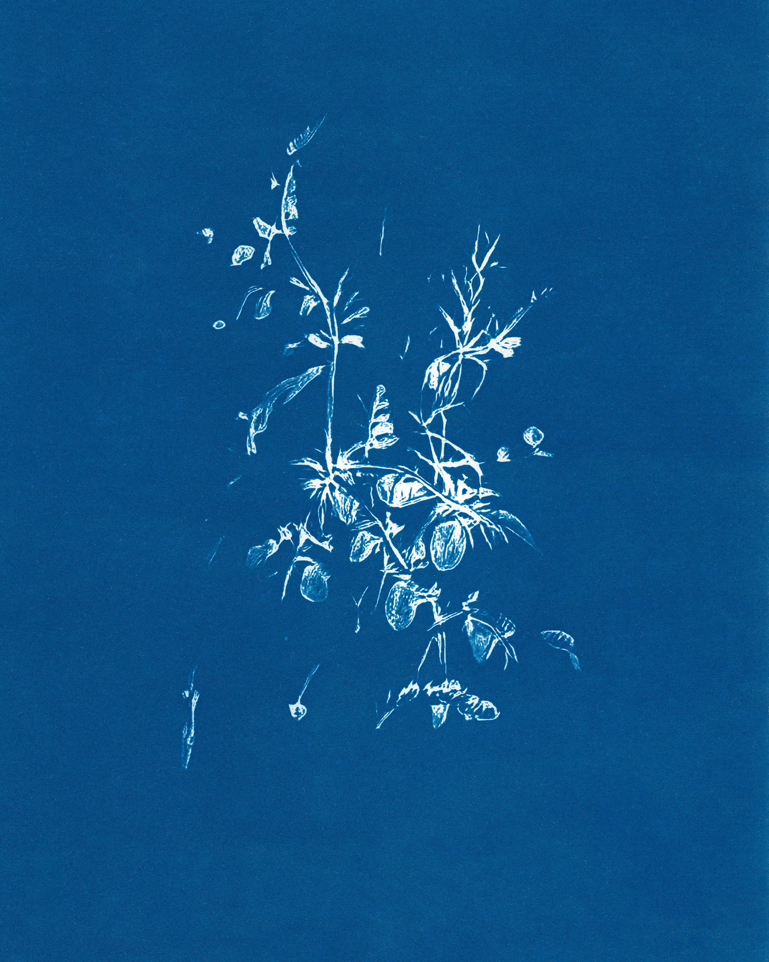 In Translation #25 by Claudia Pawlak 